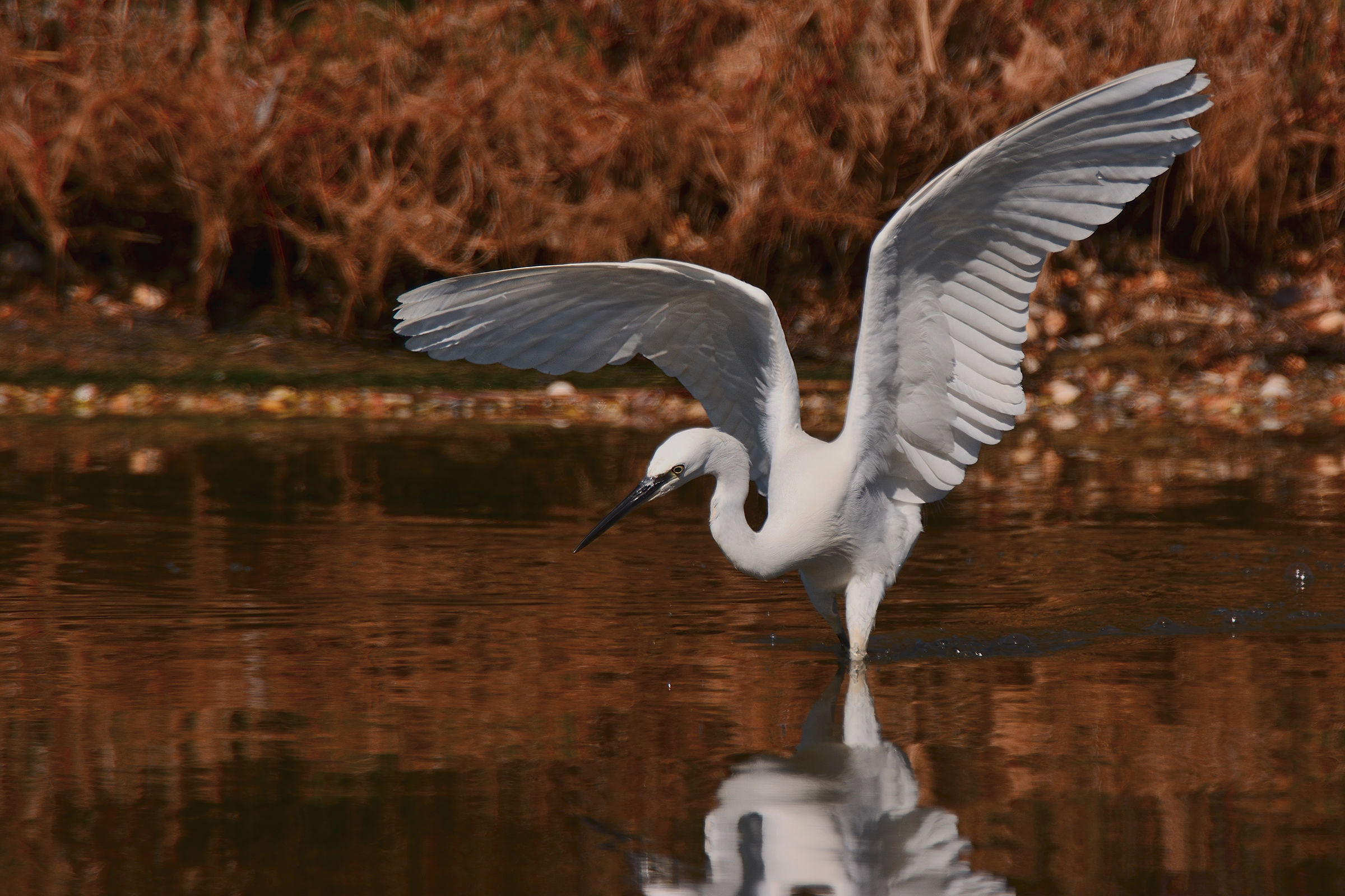 Egret hunting