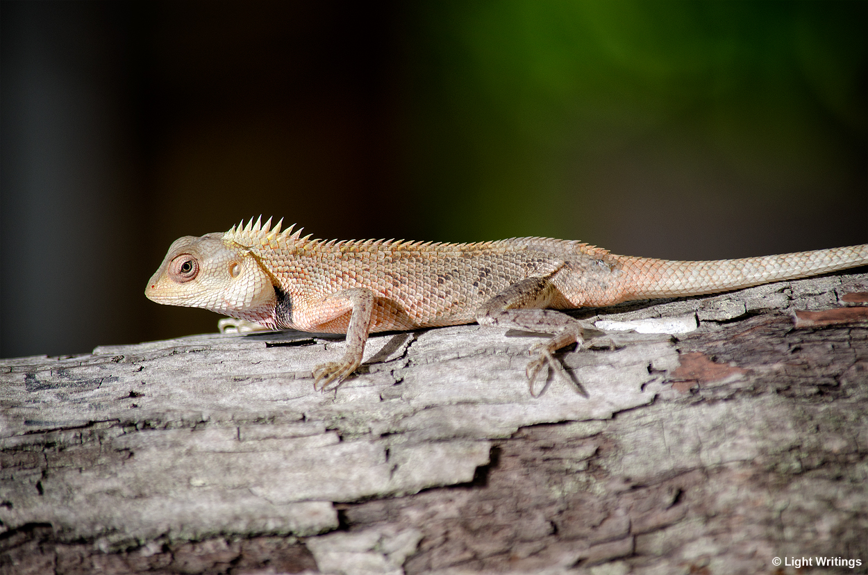 Oriental garden lizard (Calotes versicolor)