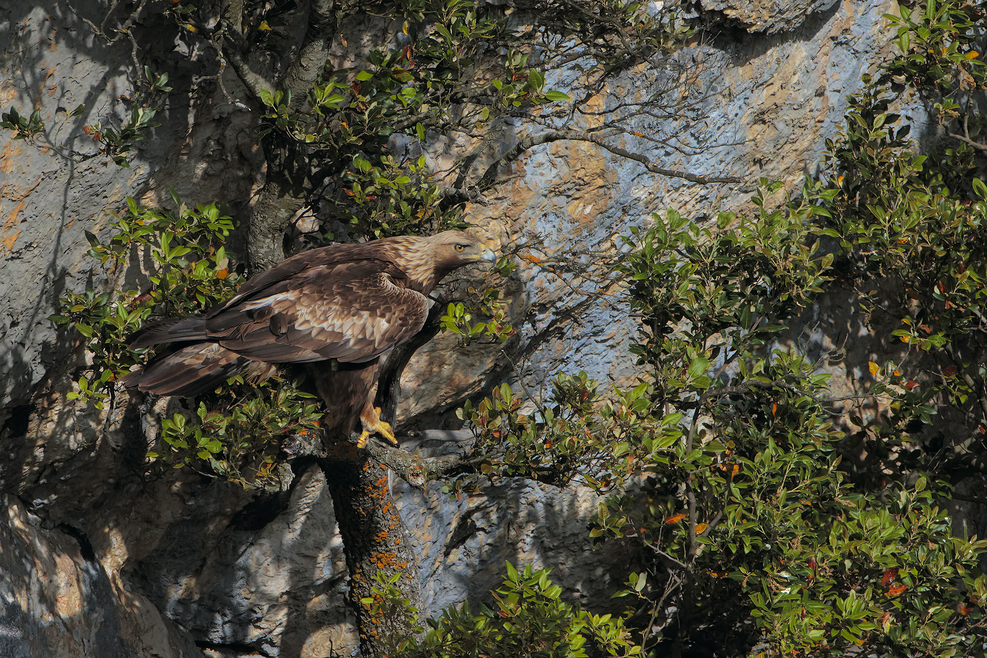 Maschio di Aquila reale ambientato