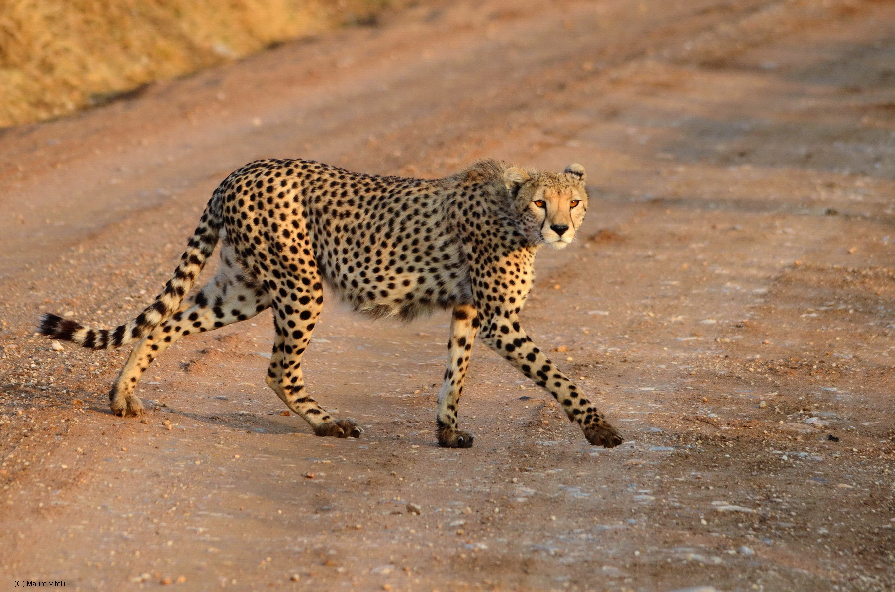 Cheetah