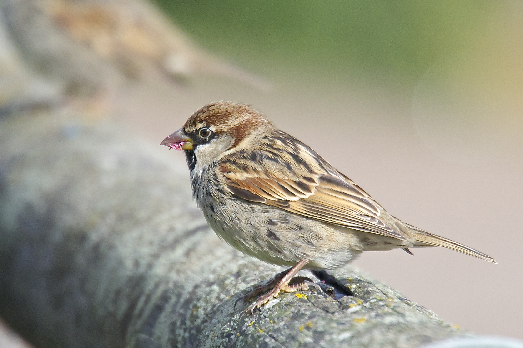 sparrow