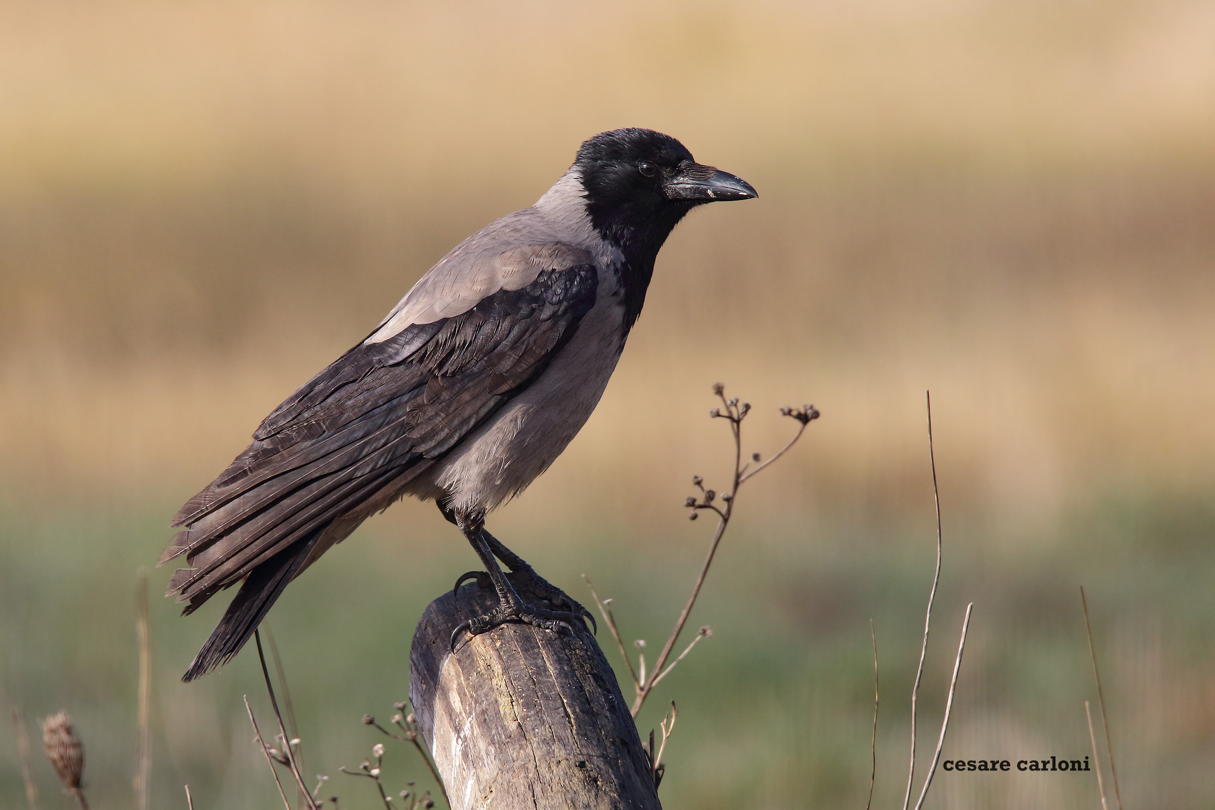 hooded crow