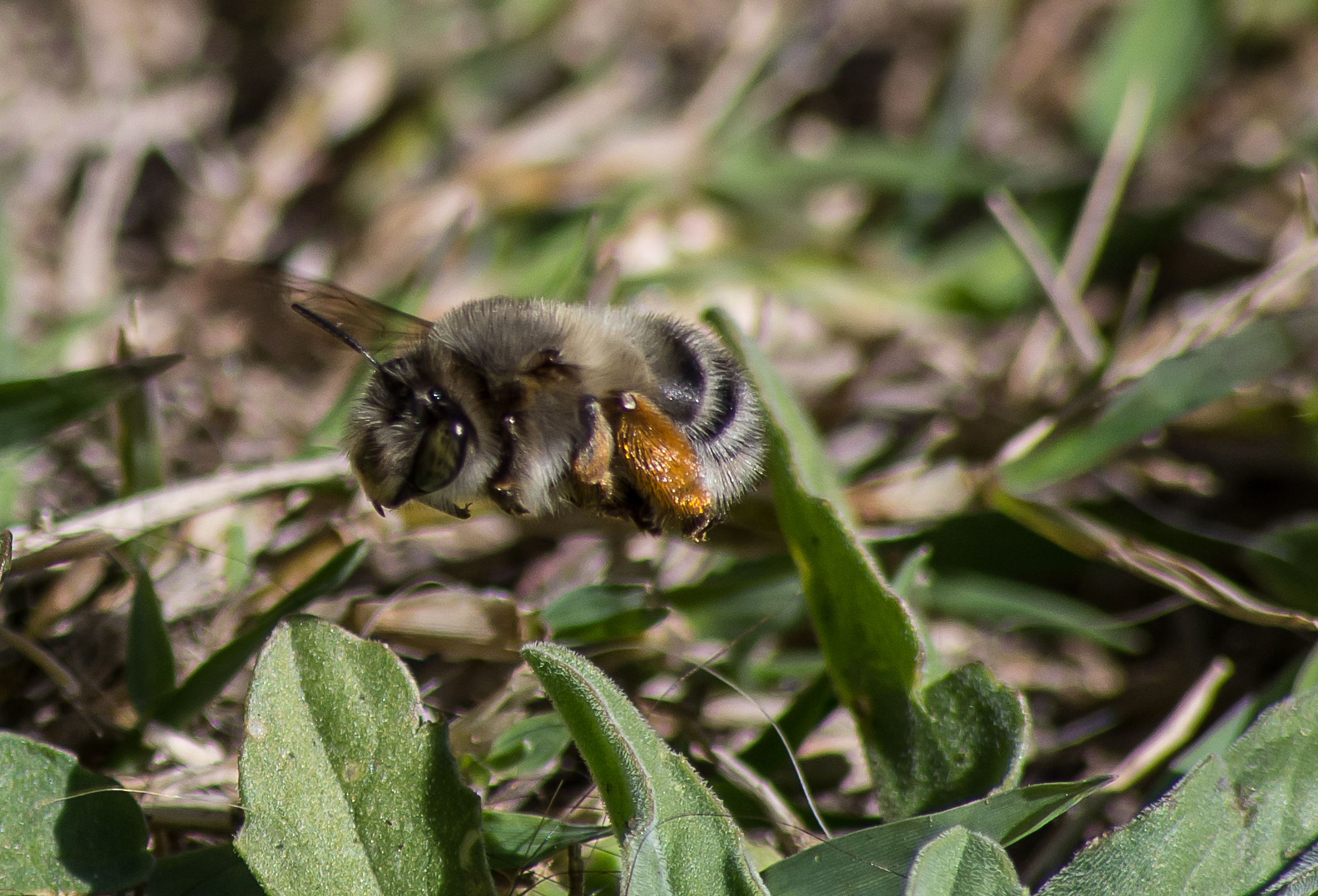 lL'INSETTO impossibile