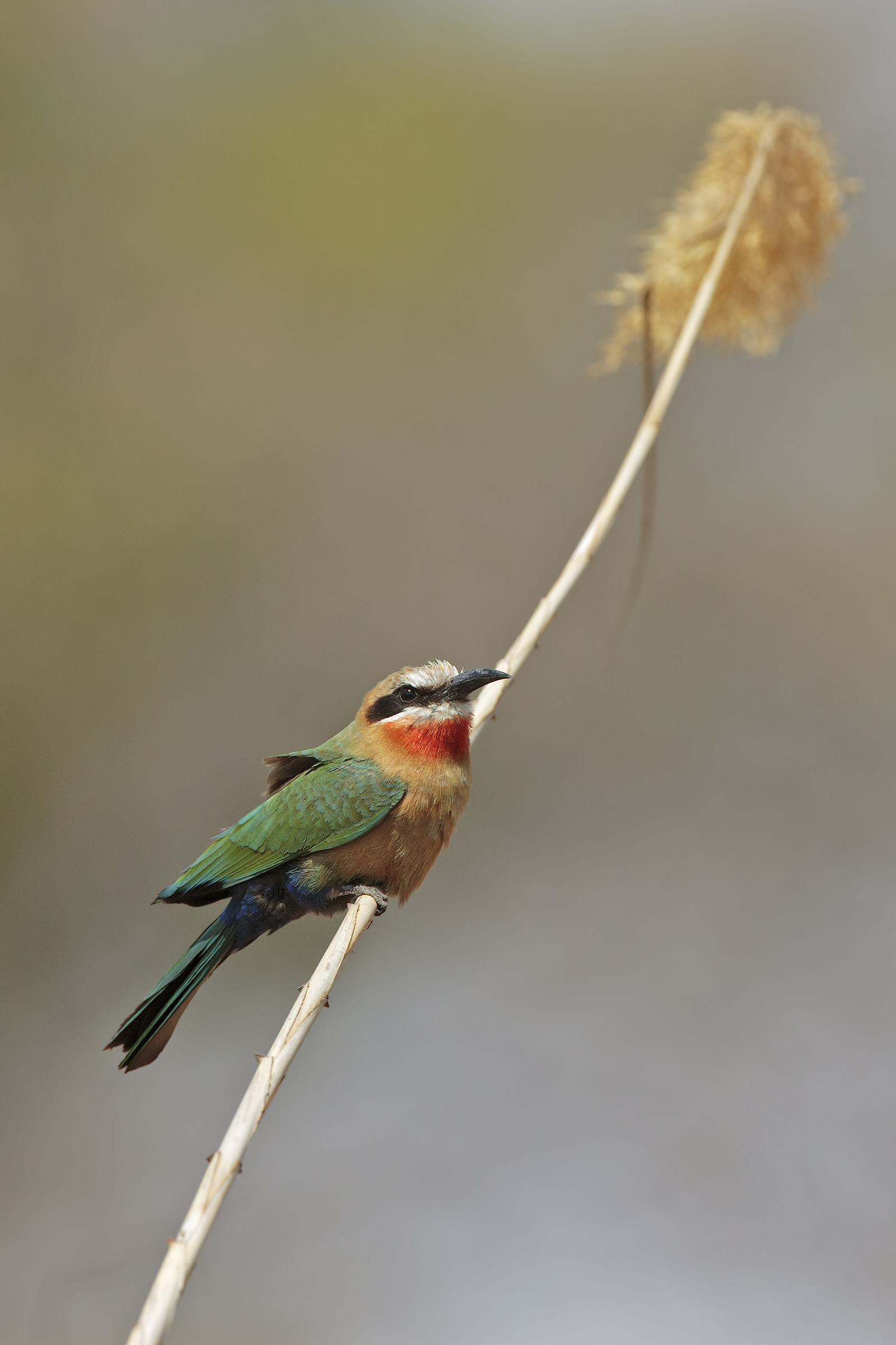 Little Well-eater (Bee)