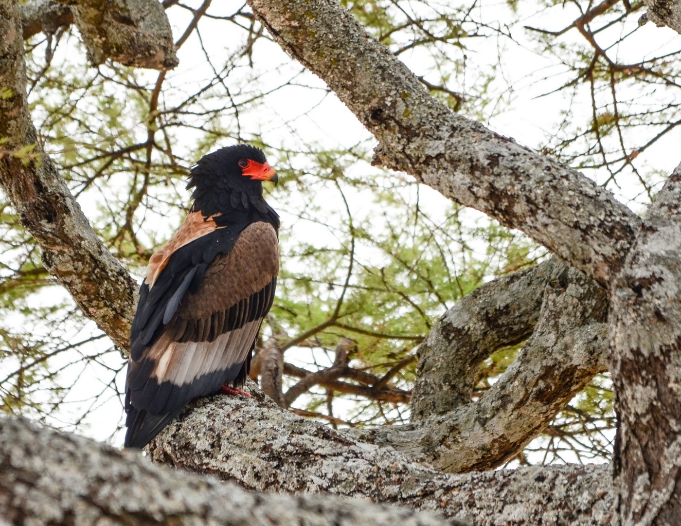 Bateleur (Terathopius ecaudatus)