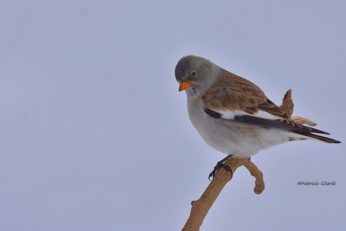 snow finch (Montifringilla nivalis)