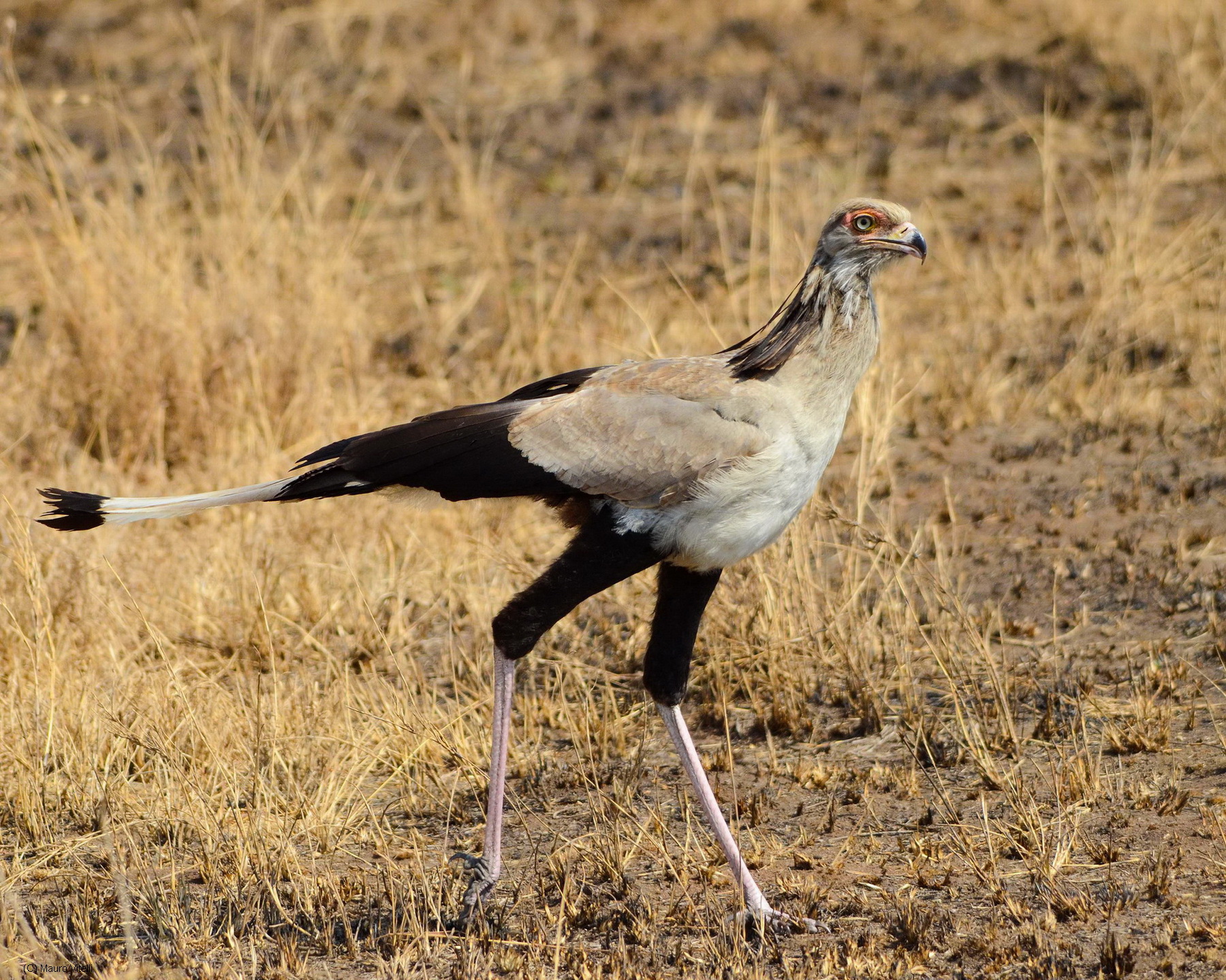 Secretary (Secretary Bird)