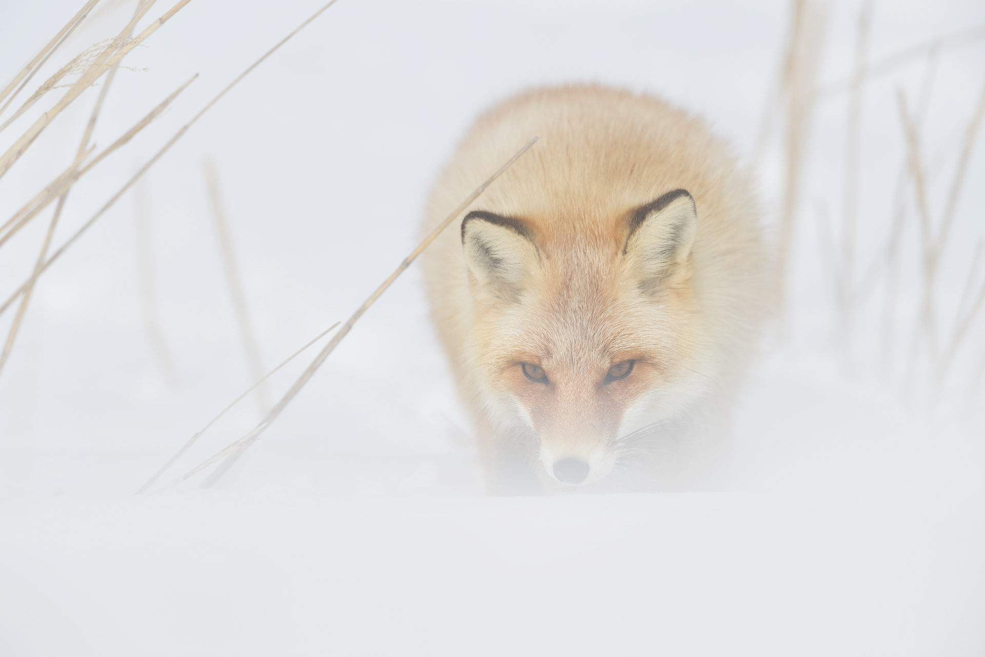 Red Fox