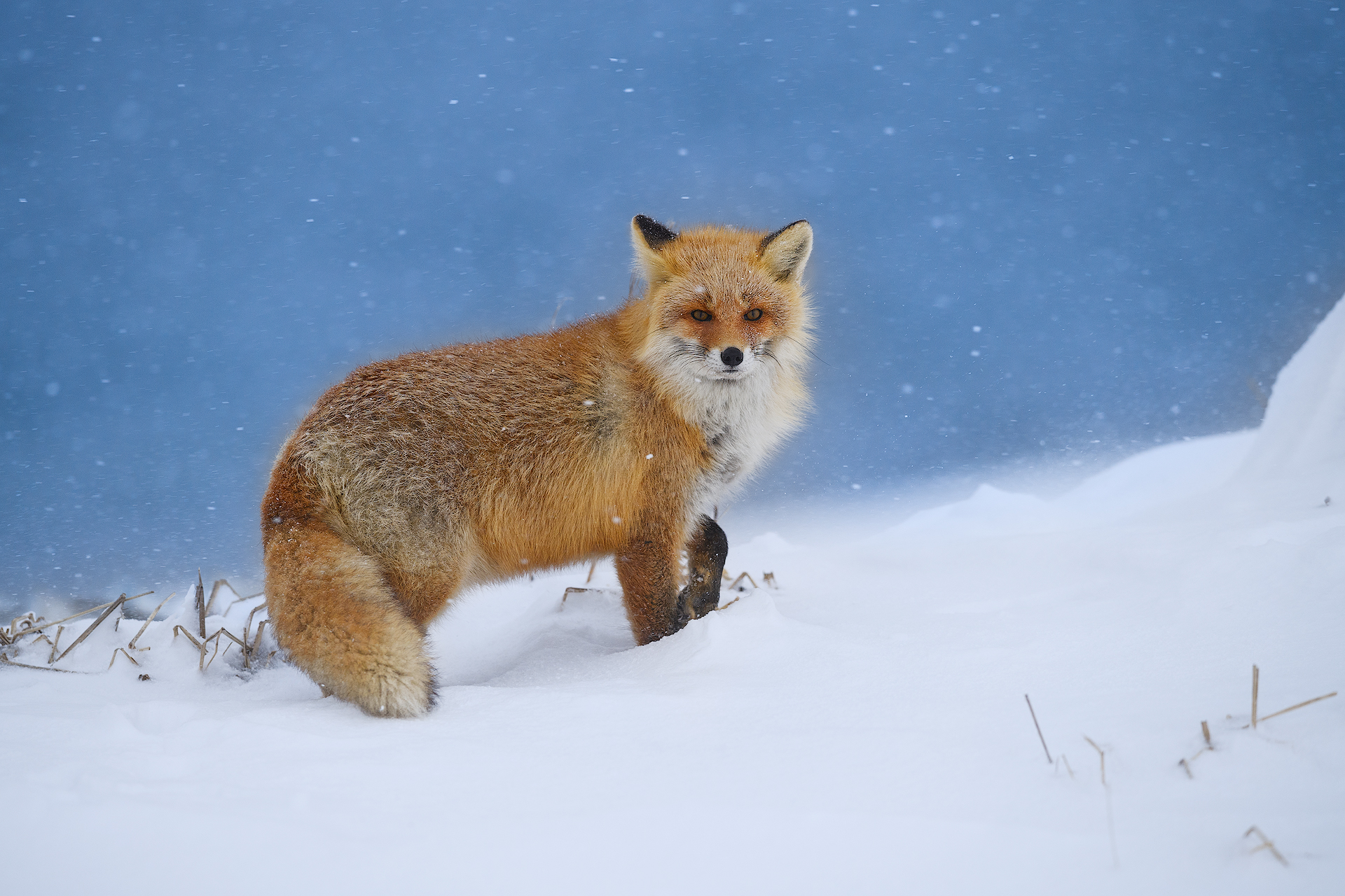 Red Fox under the snow