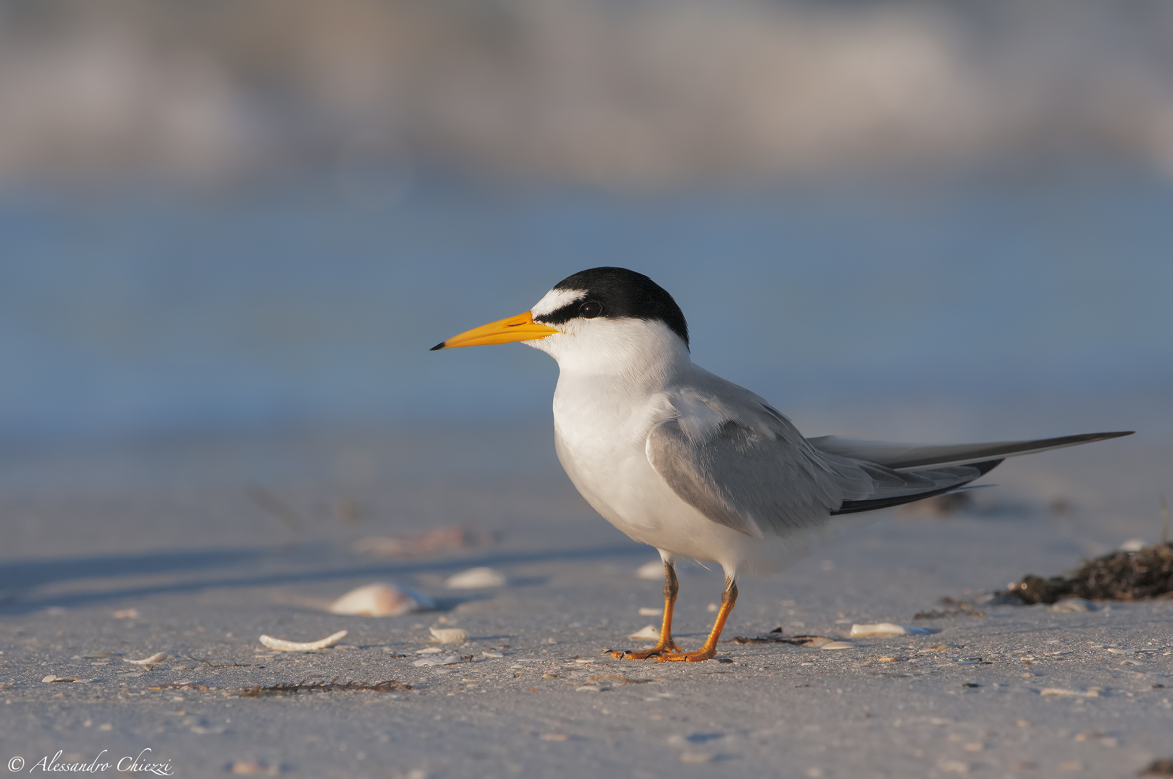 American Little Tern