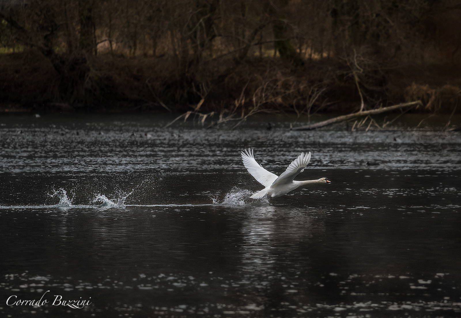 Swan taking off