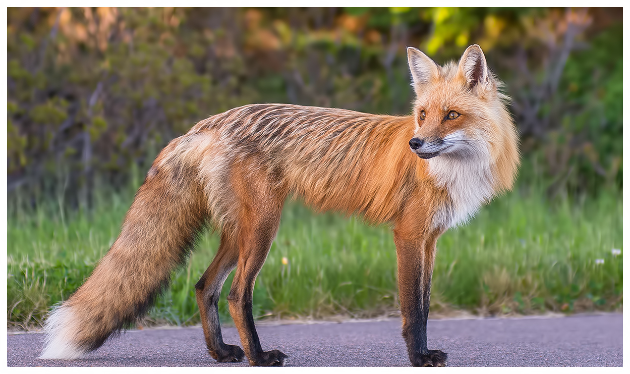 Red Fox in allerta.
