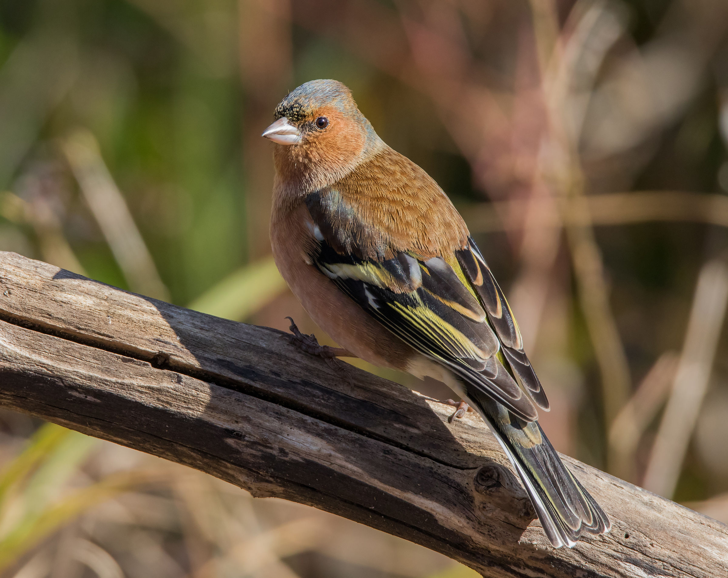 Chaffinch (m)