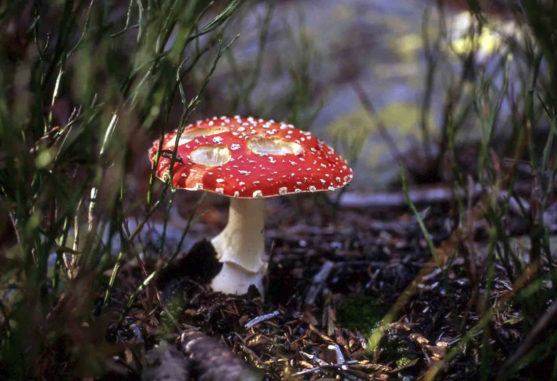 Amanita muscaria