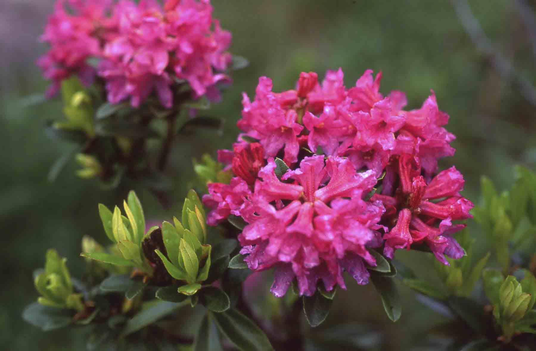 Rhododendrons in the mountains