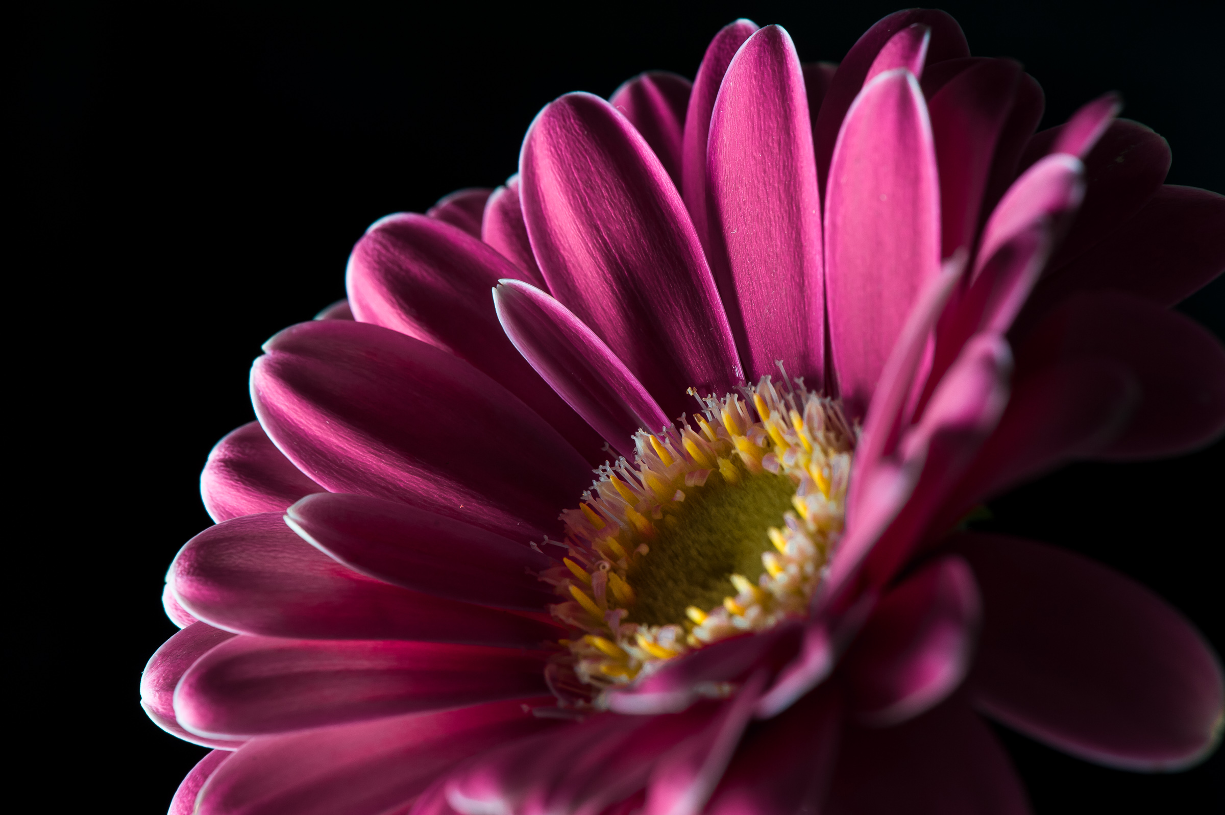 gerbera