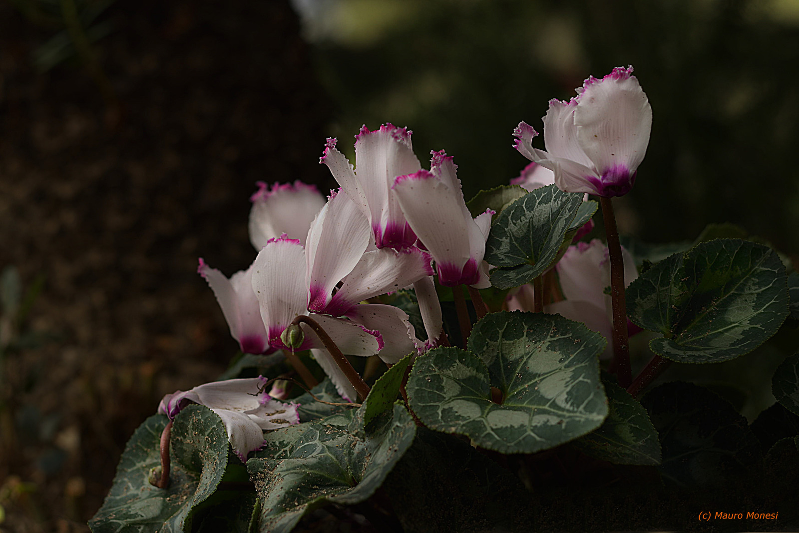 cyclamens