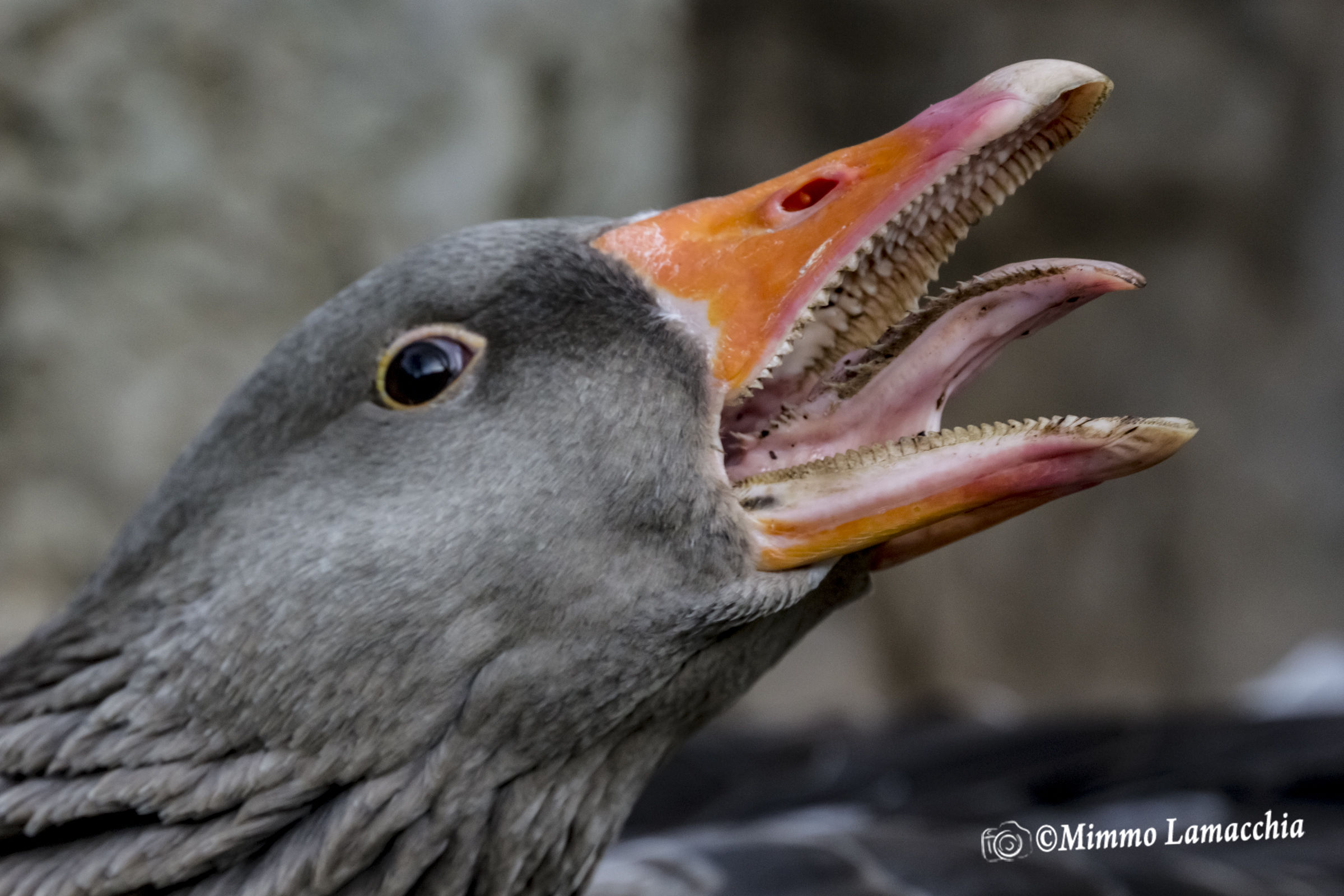 non fatemi arrabbiare....