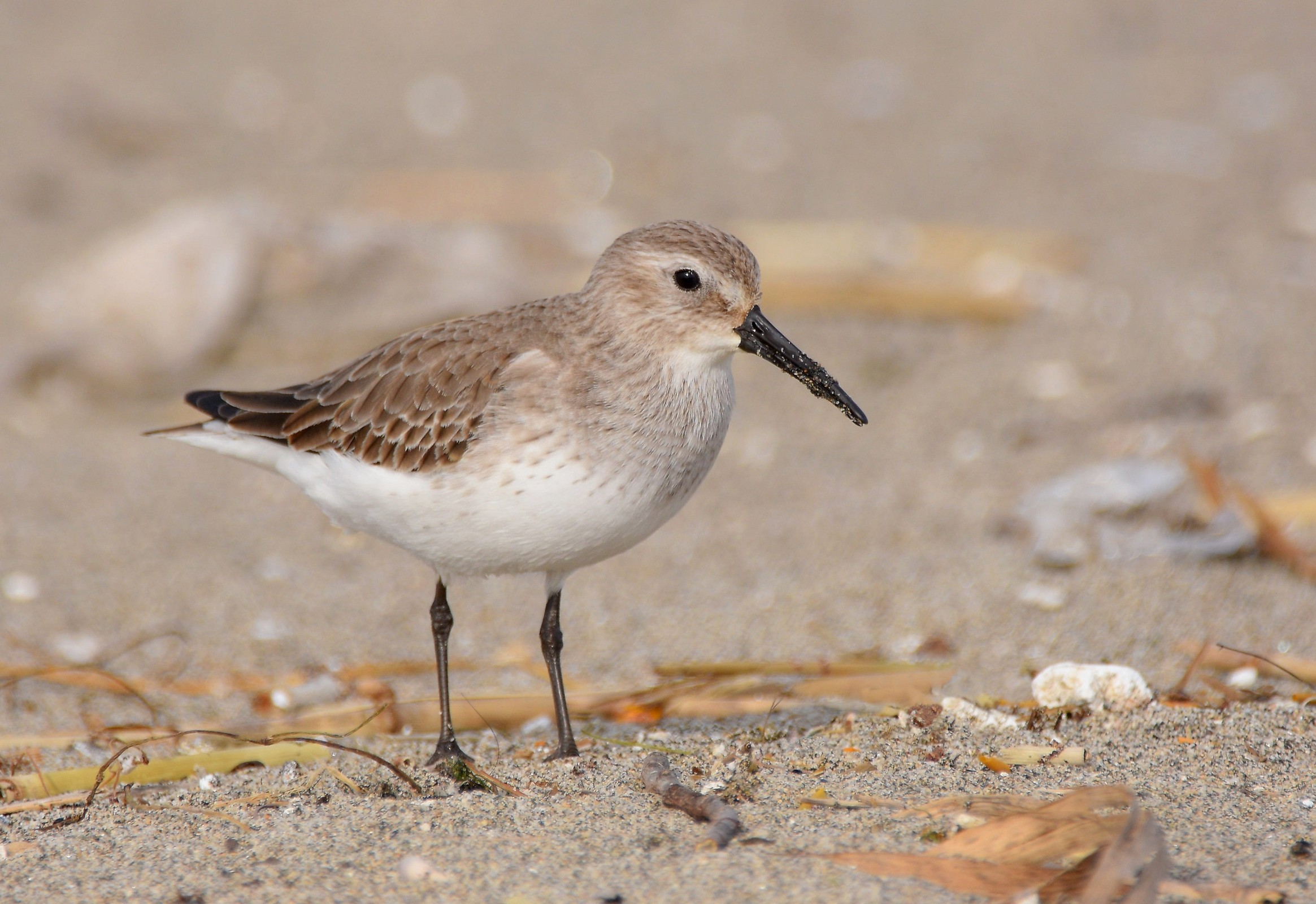 Dunlin
