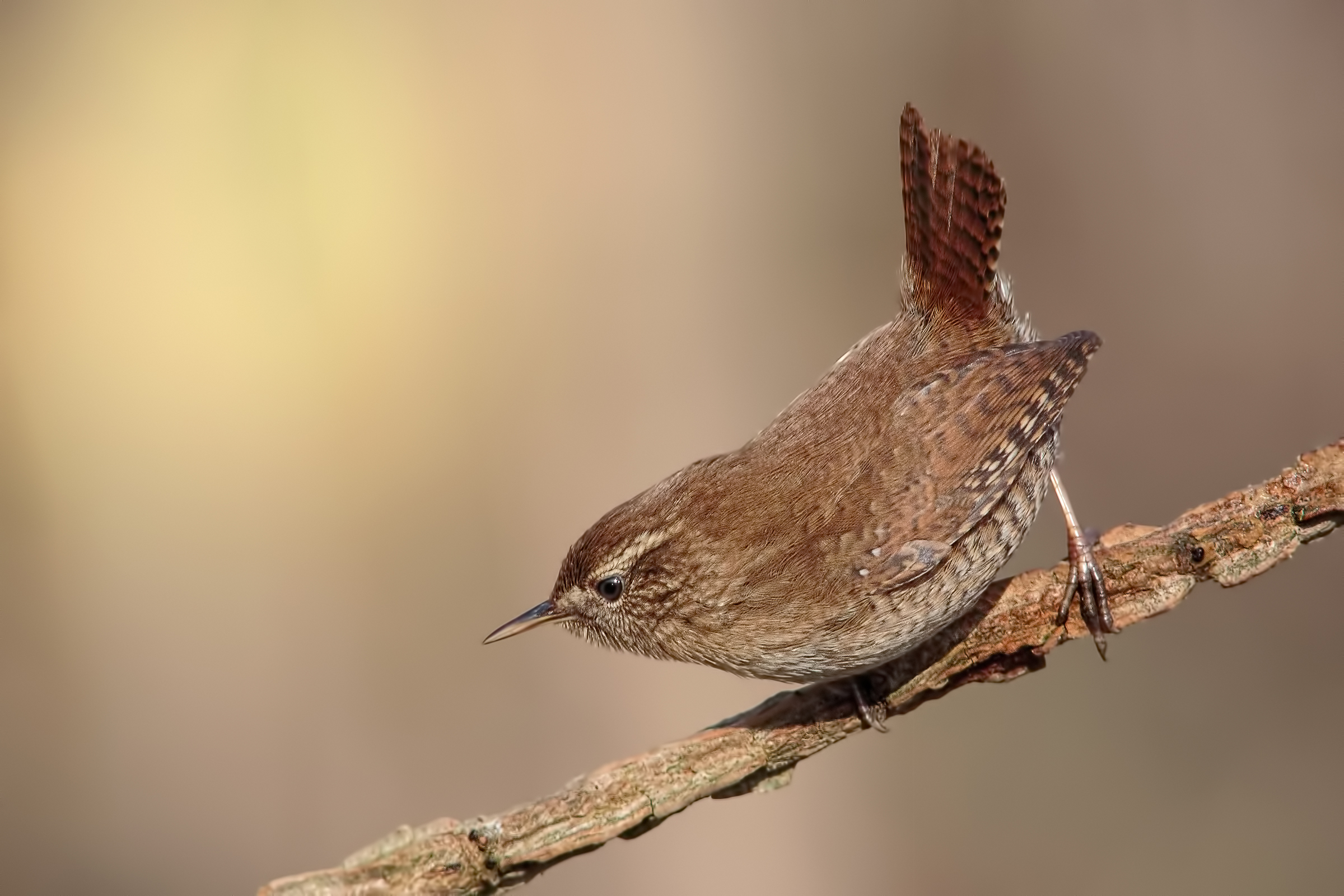 Wren in the classic posture
