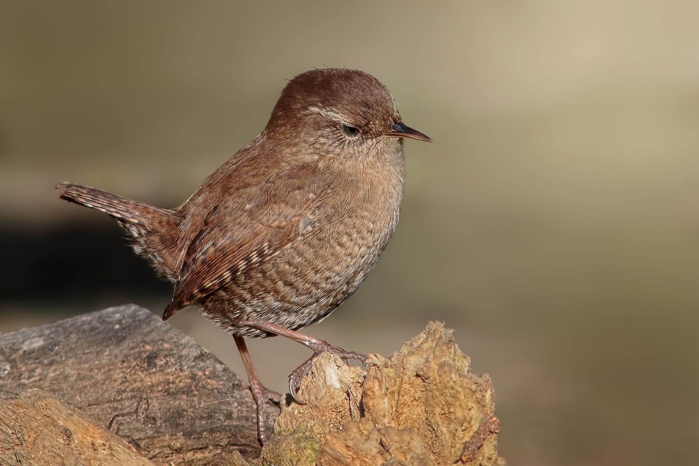 Common wren (Troglodytes troglodytes)