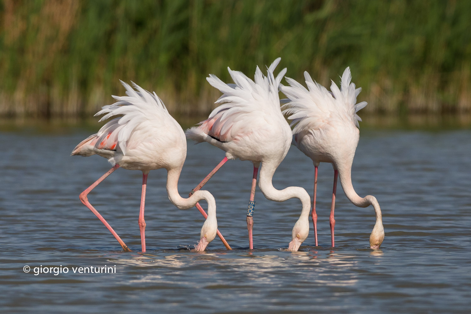 flamingos