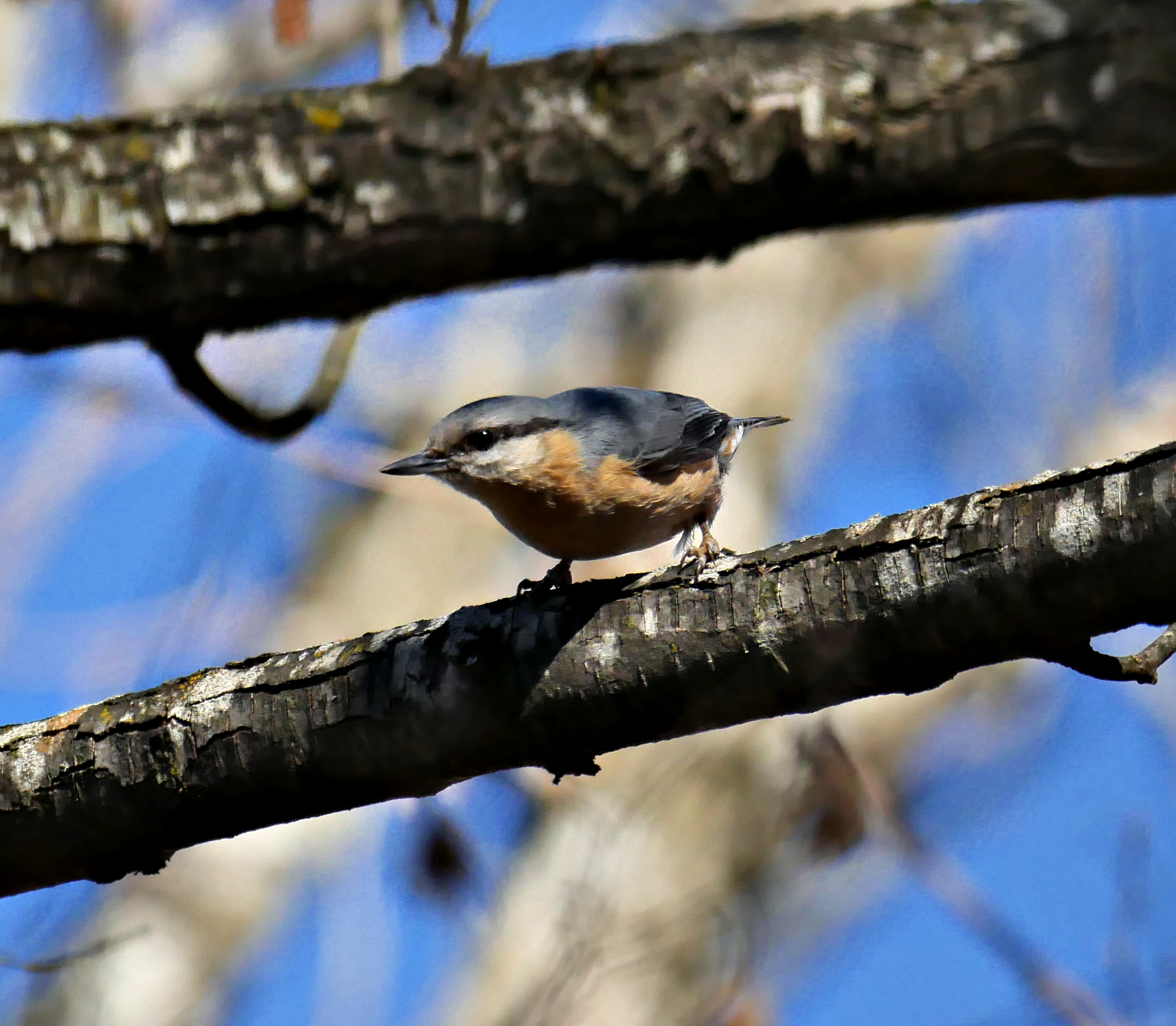 nuthatch