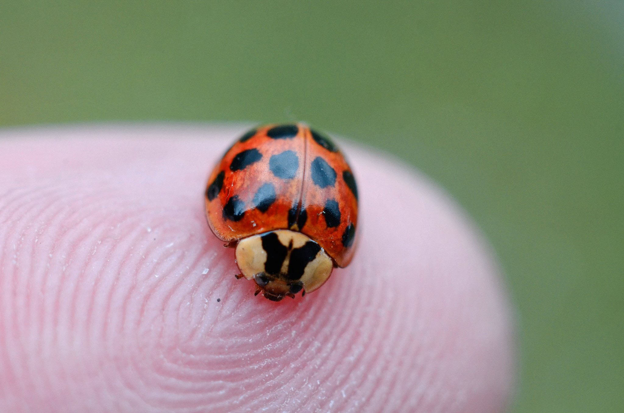 Harmonia axyridis (At least I think ...)