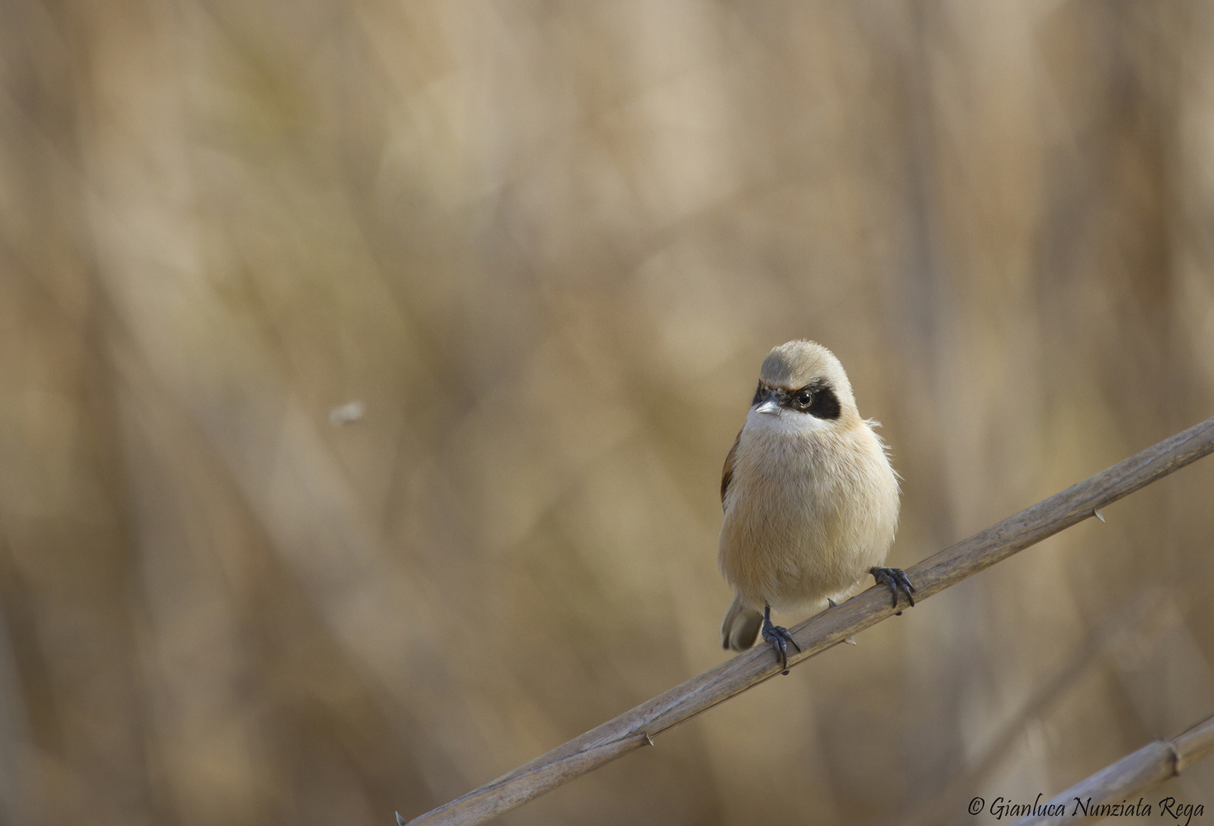 The pendulum and zanzarina