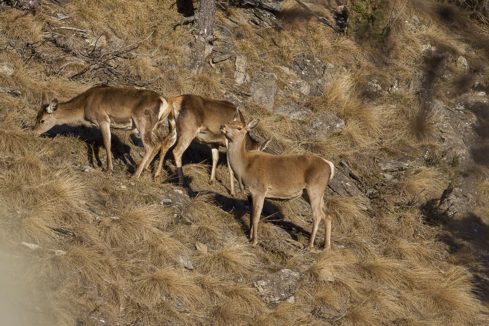 Cerve della val Chisone