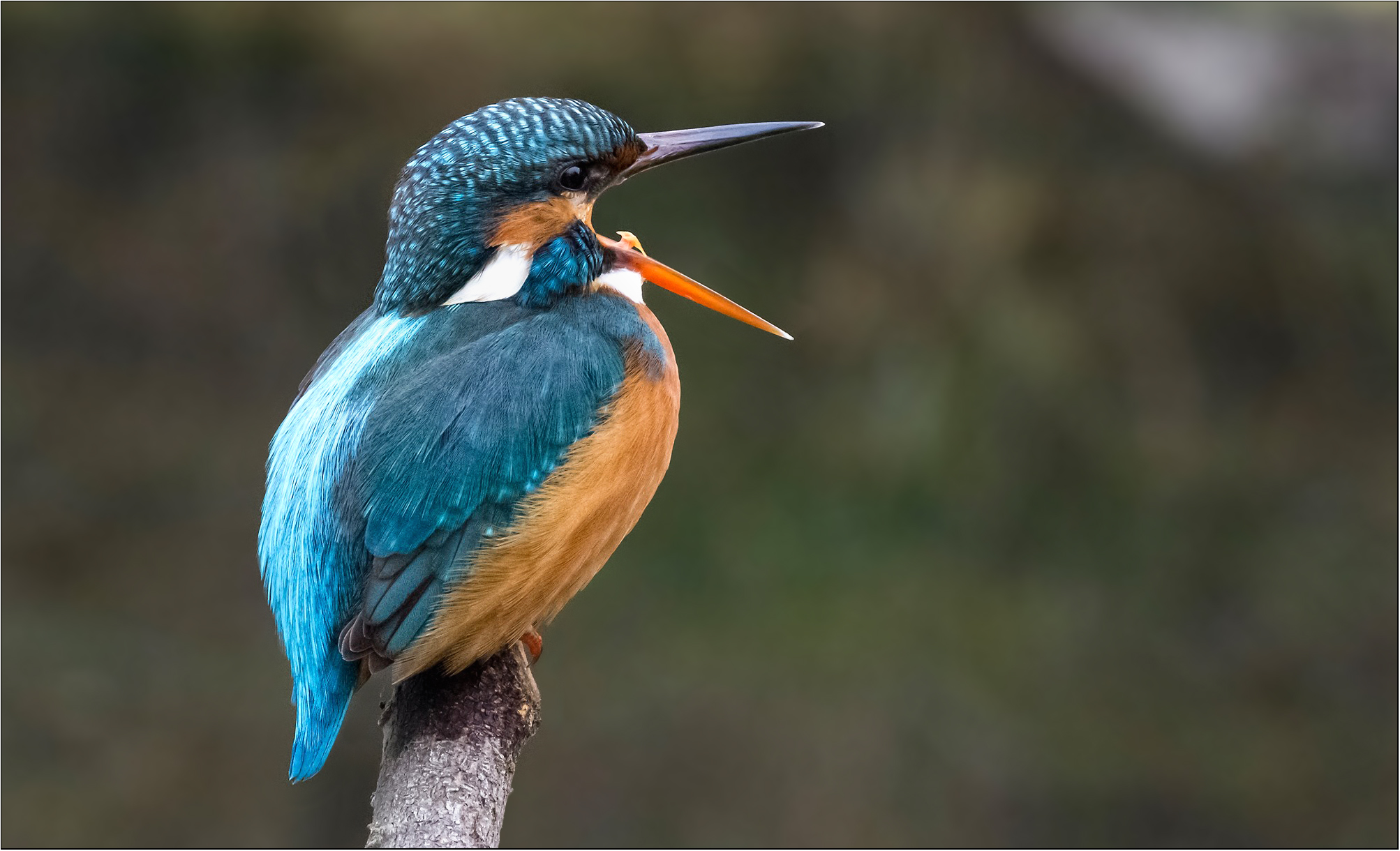 Kingfisher