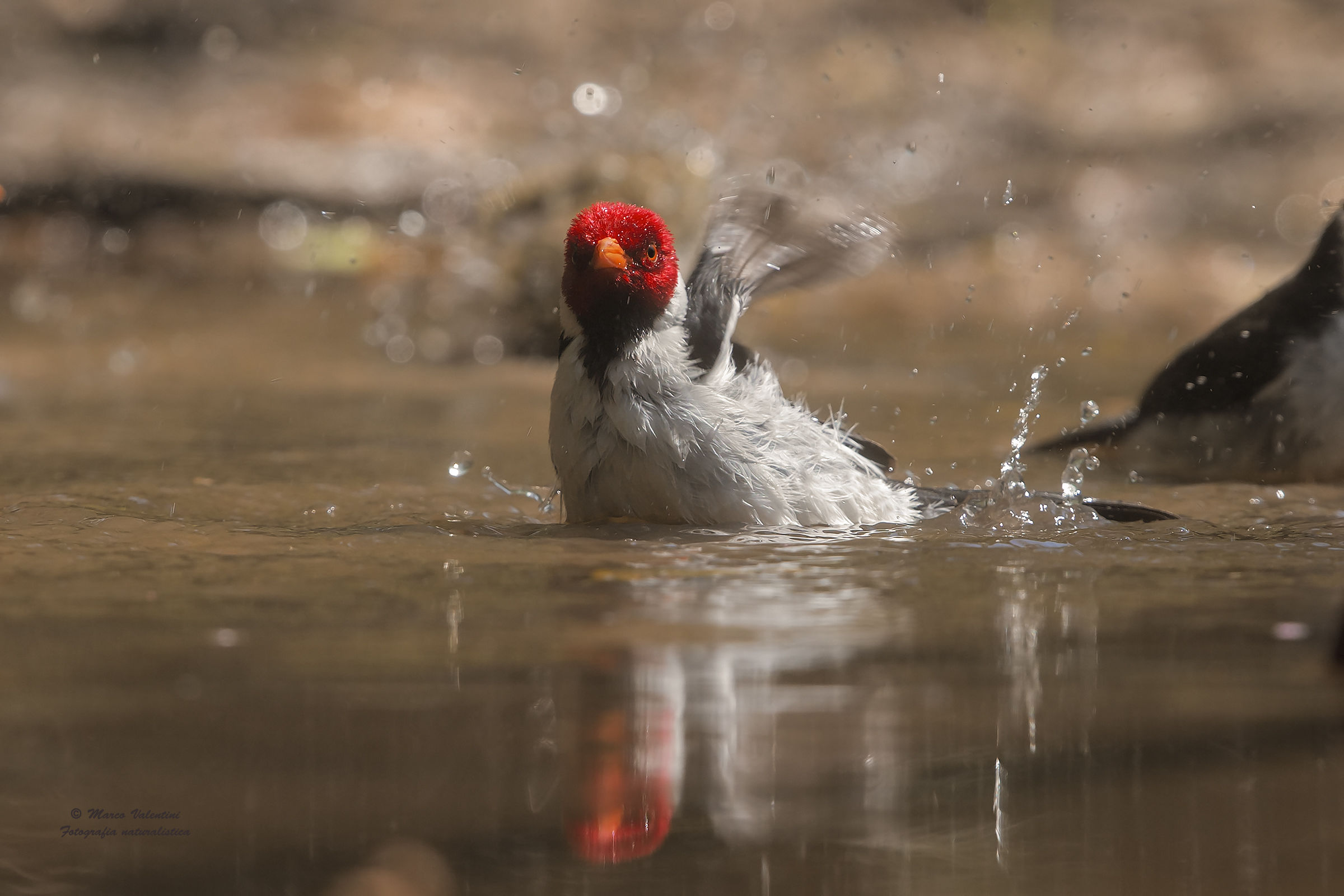 Il bagno del cardinale