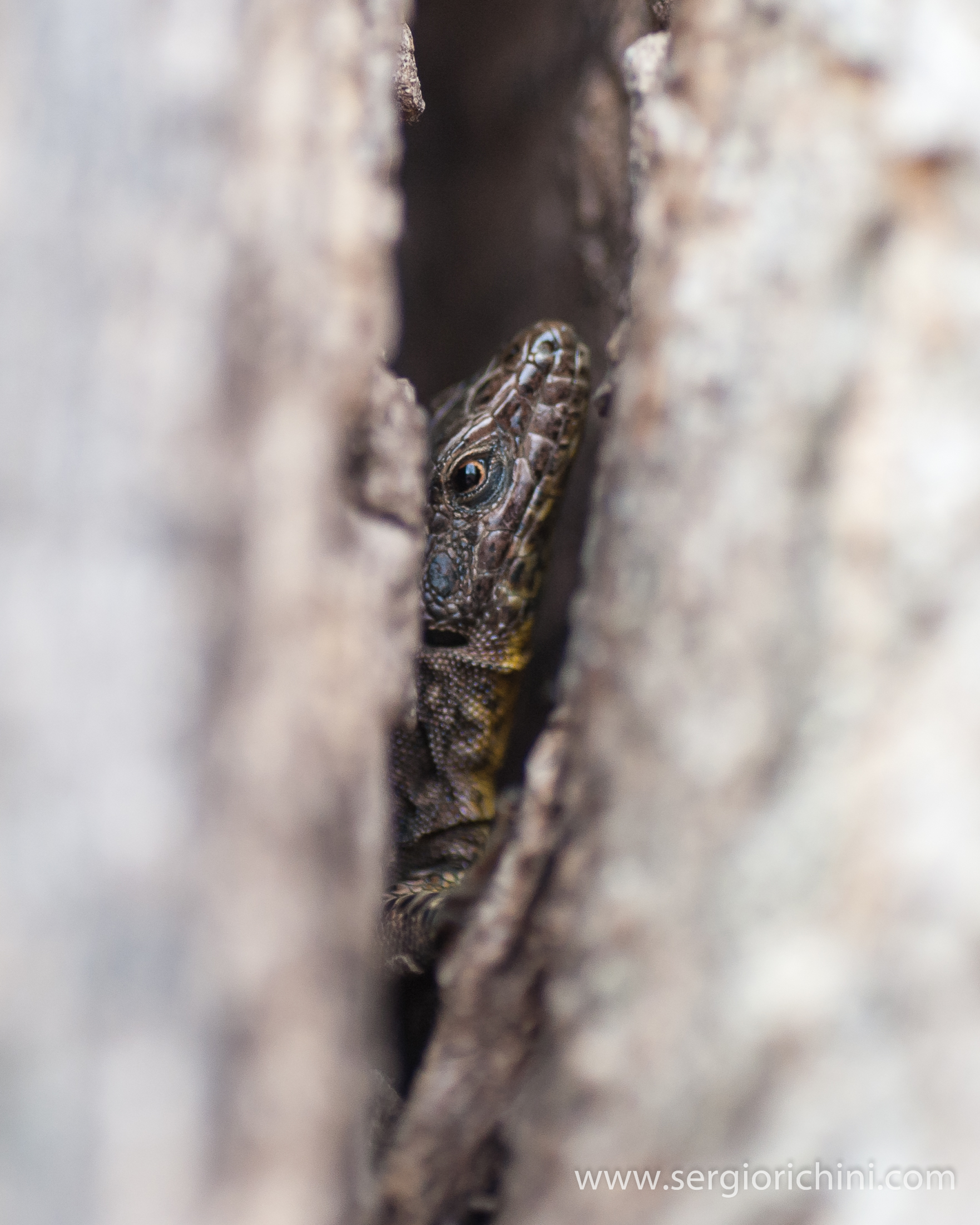 Small chestnut nell'anfratto