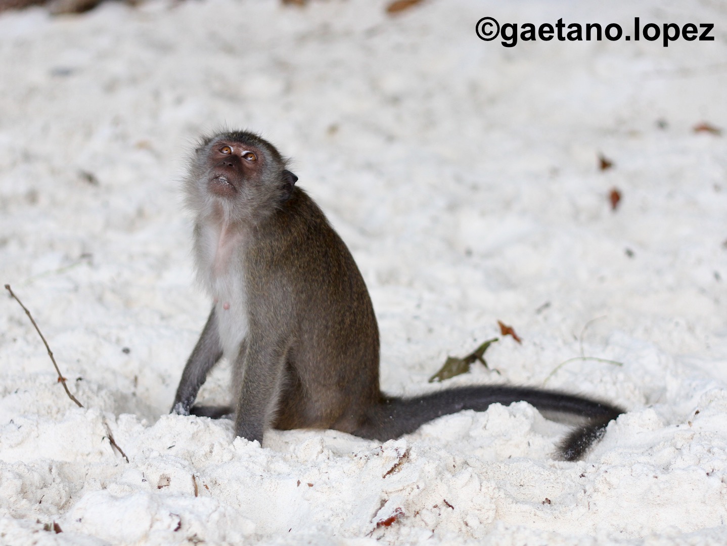 Spider on the ceiling ..