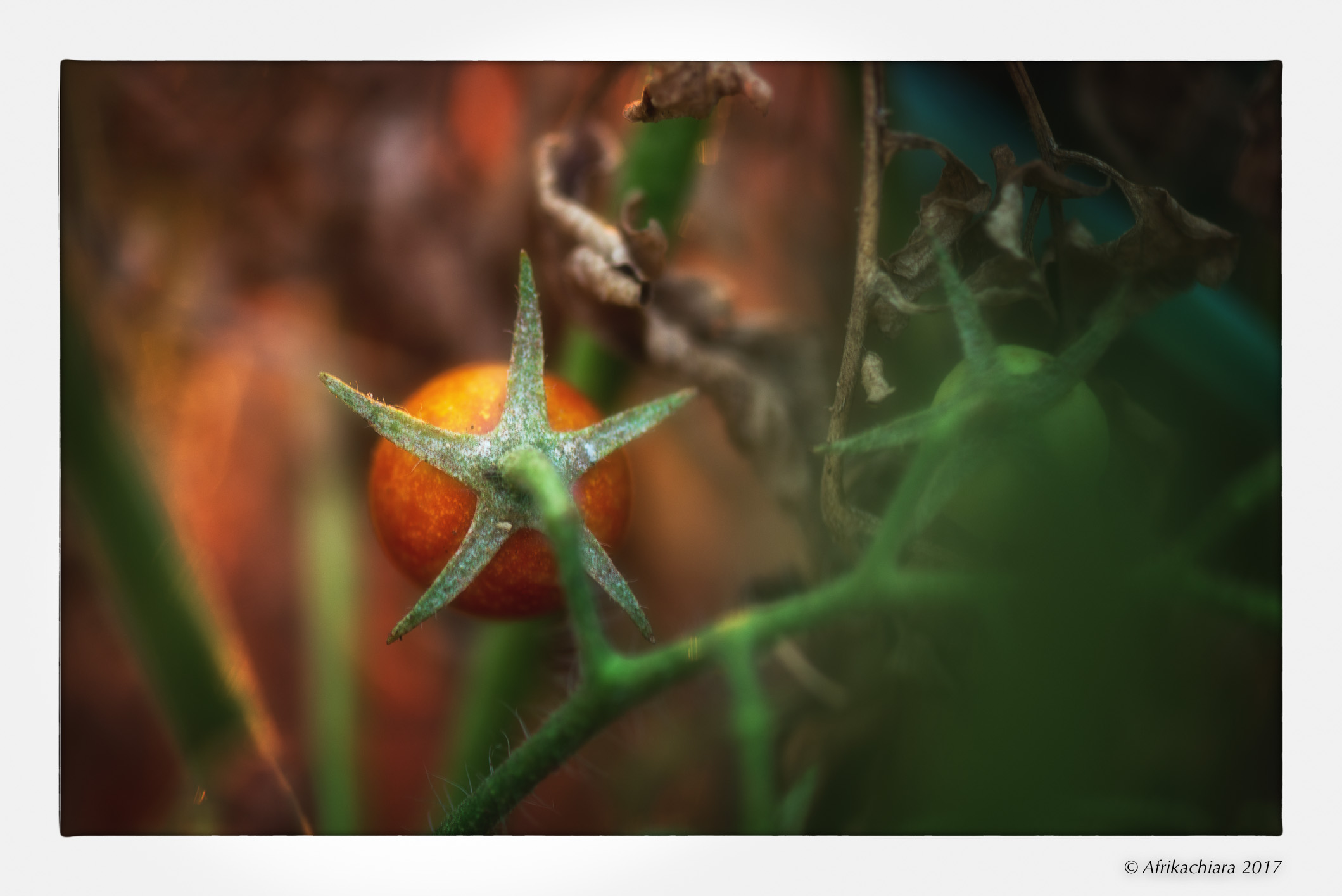 Stella a cinque punte...