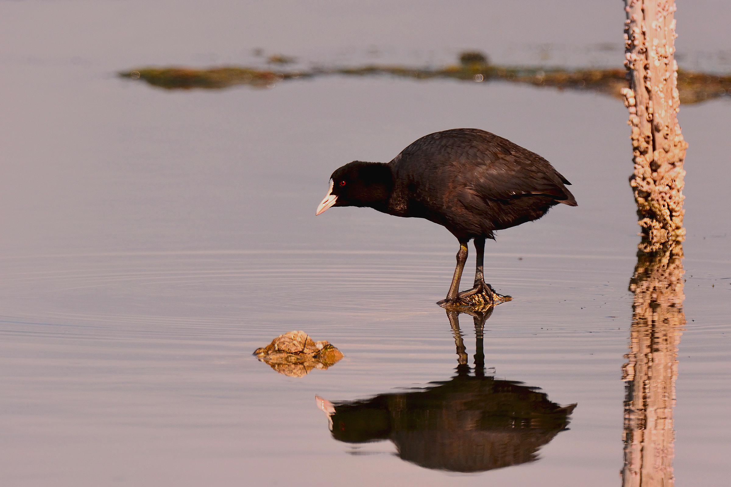 I hate to get wet paws!