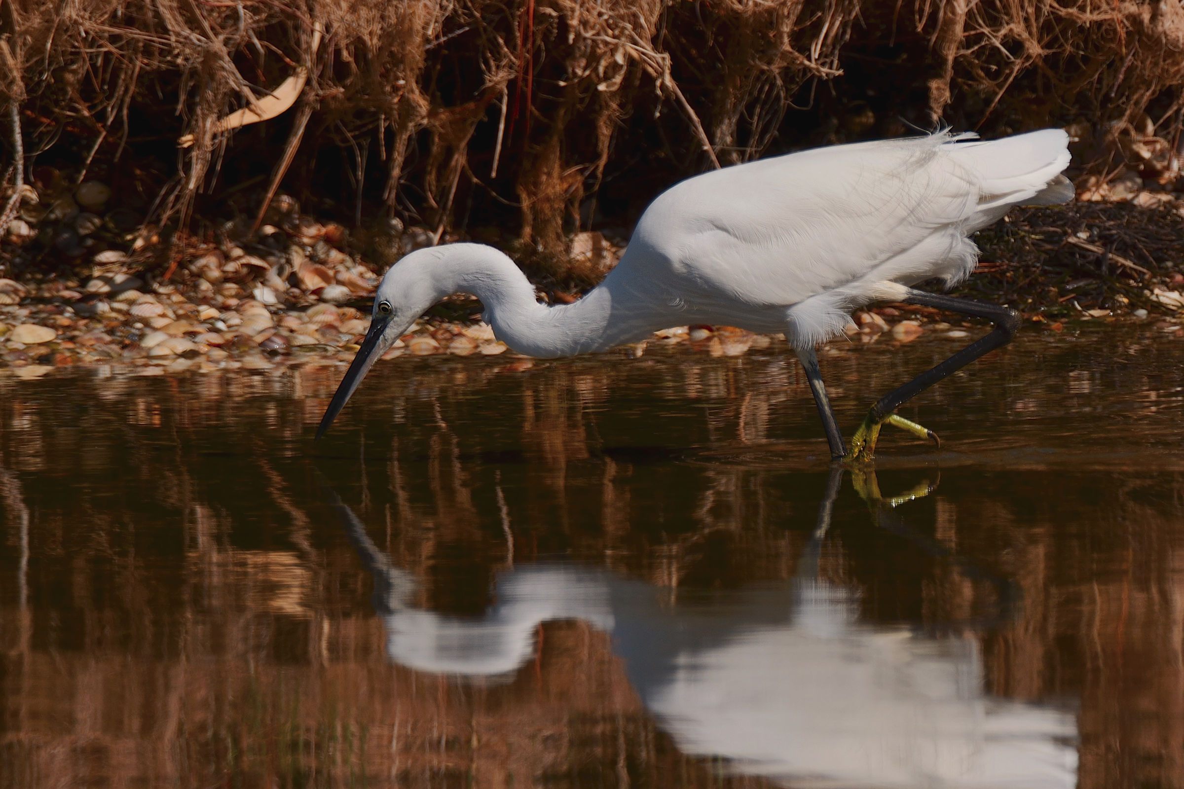 Egret in action.
