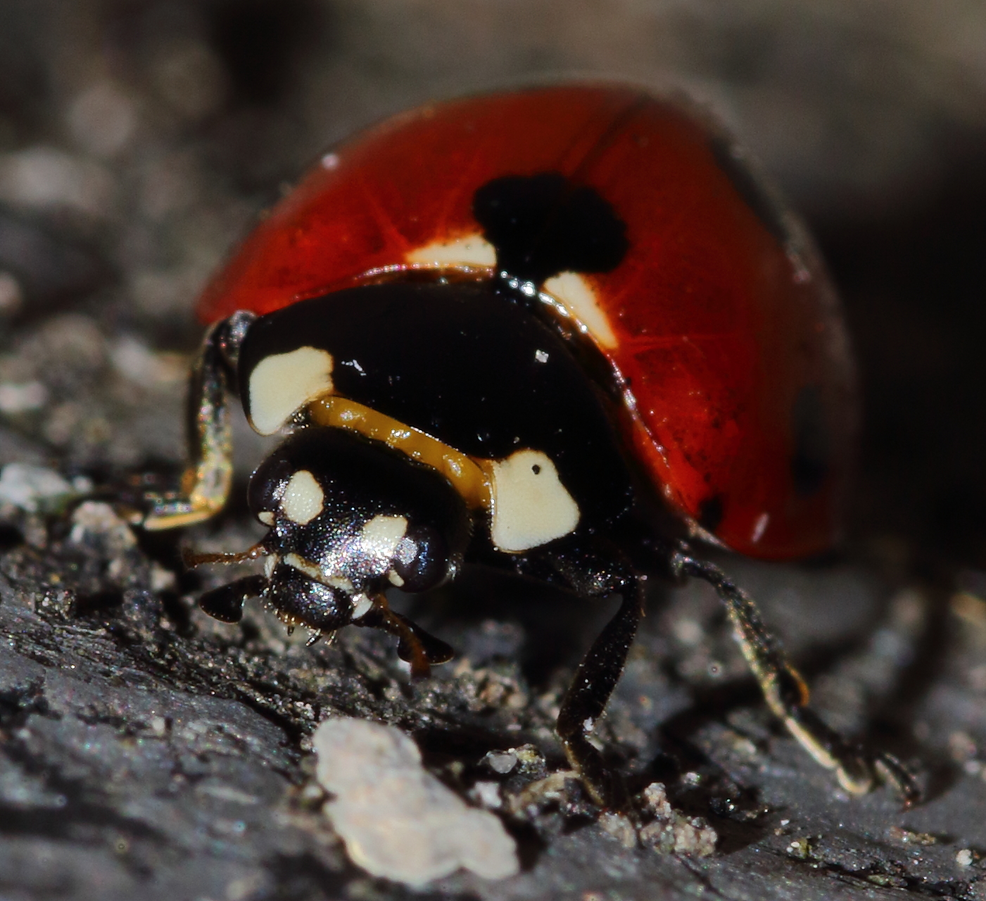 Coccinella