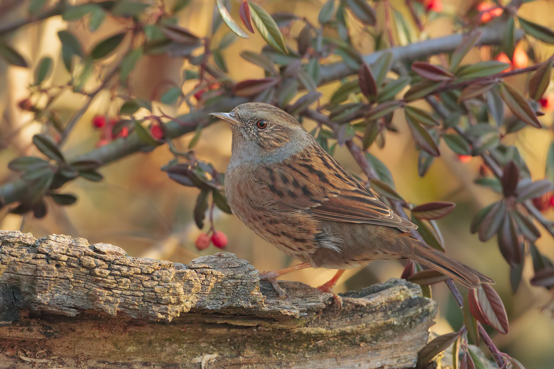 Dunnock