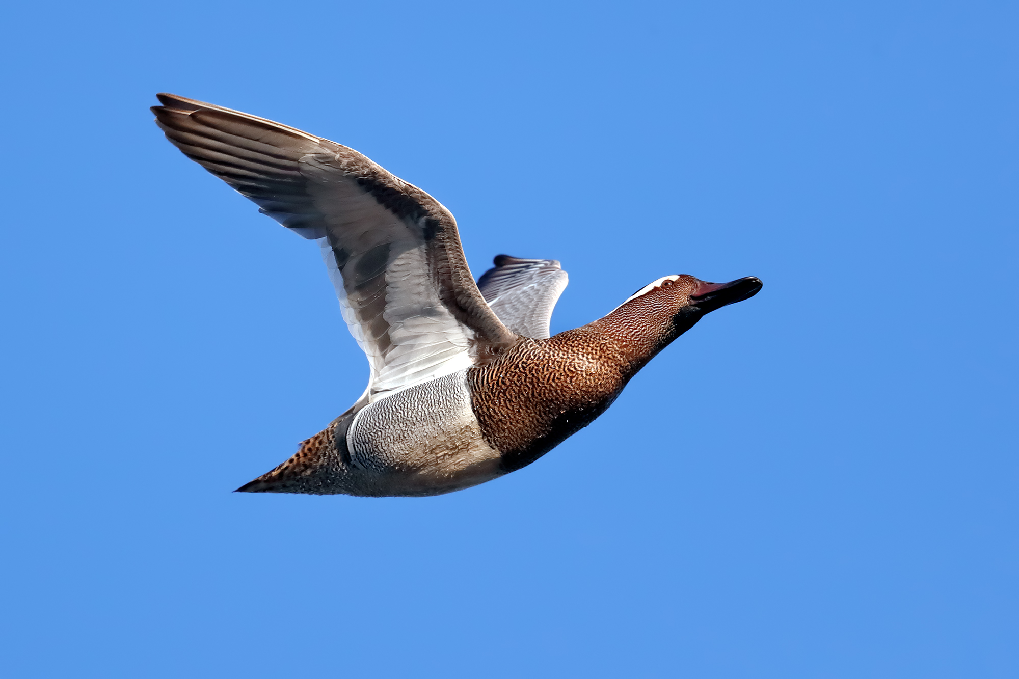 Grossa (grassa) e potente - Marzaiola volante