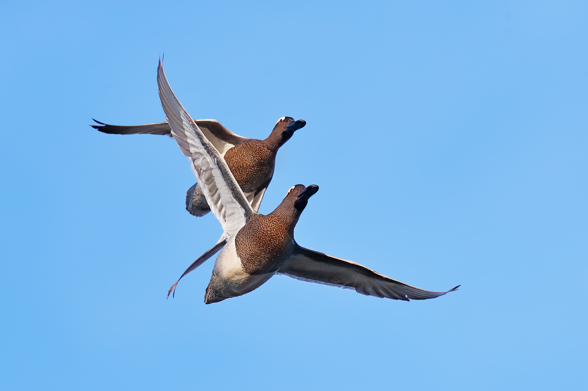 e' primavera! - Marzaiole in volo