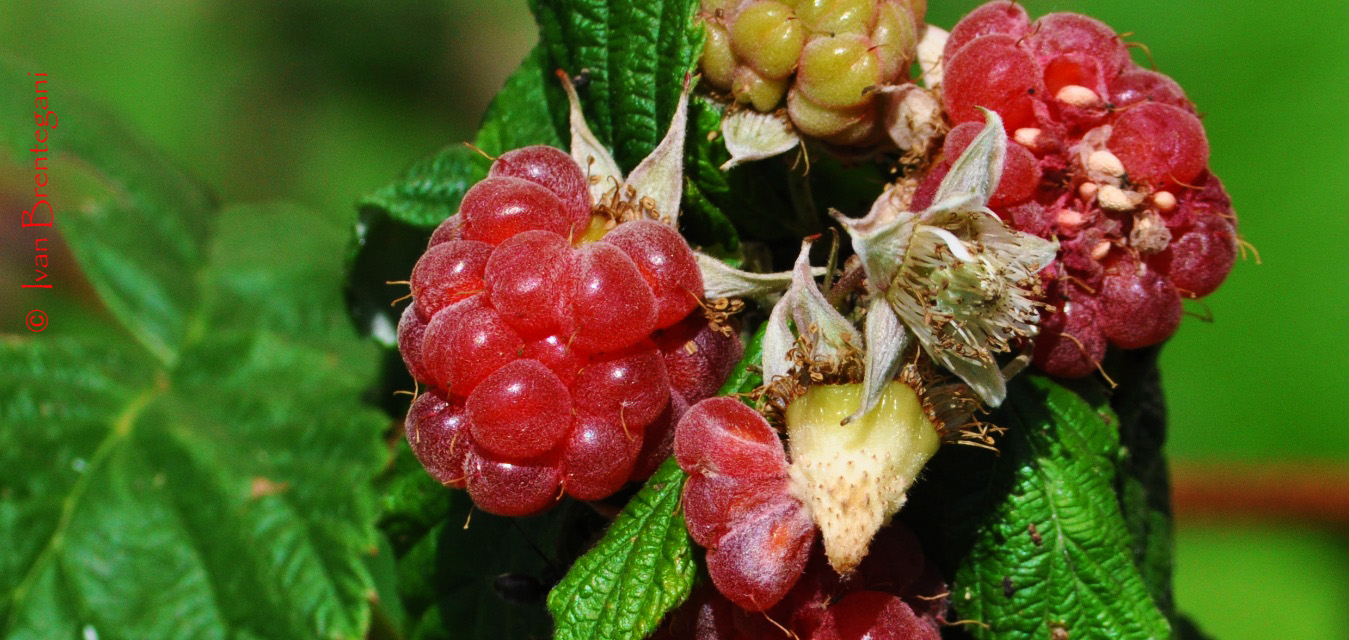 prorompente dolcezza