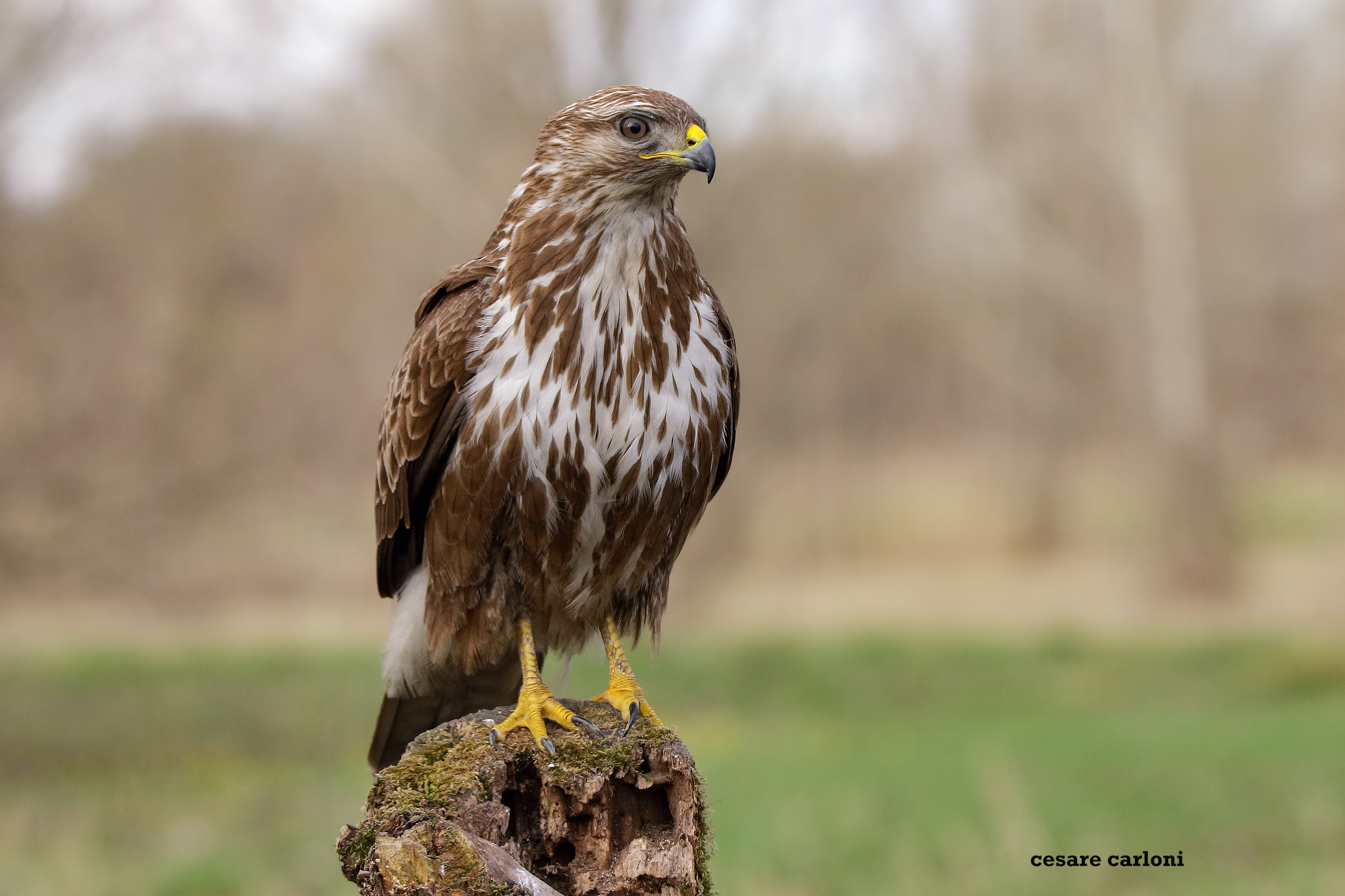 Poiana (buteo Buteo)