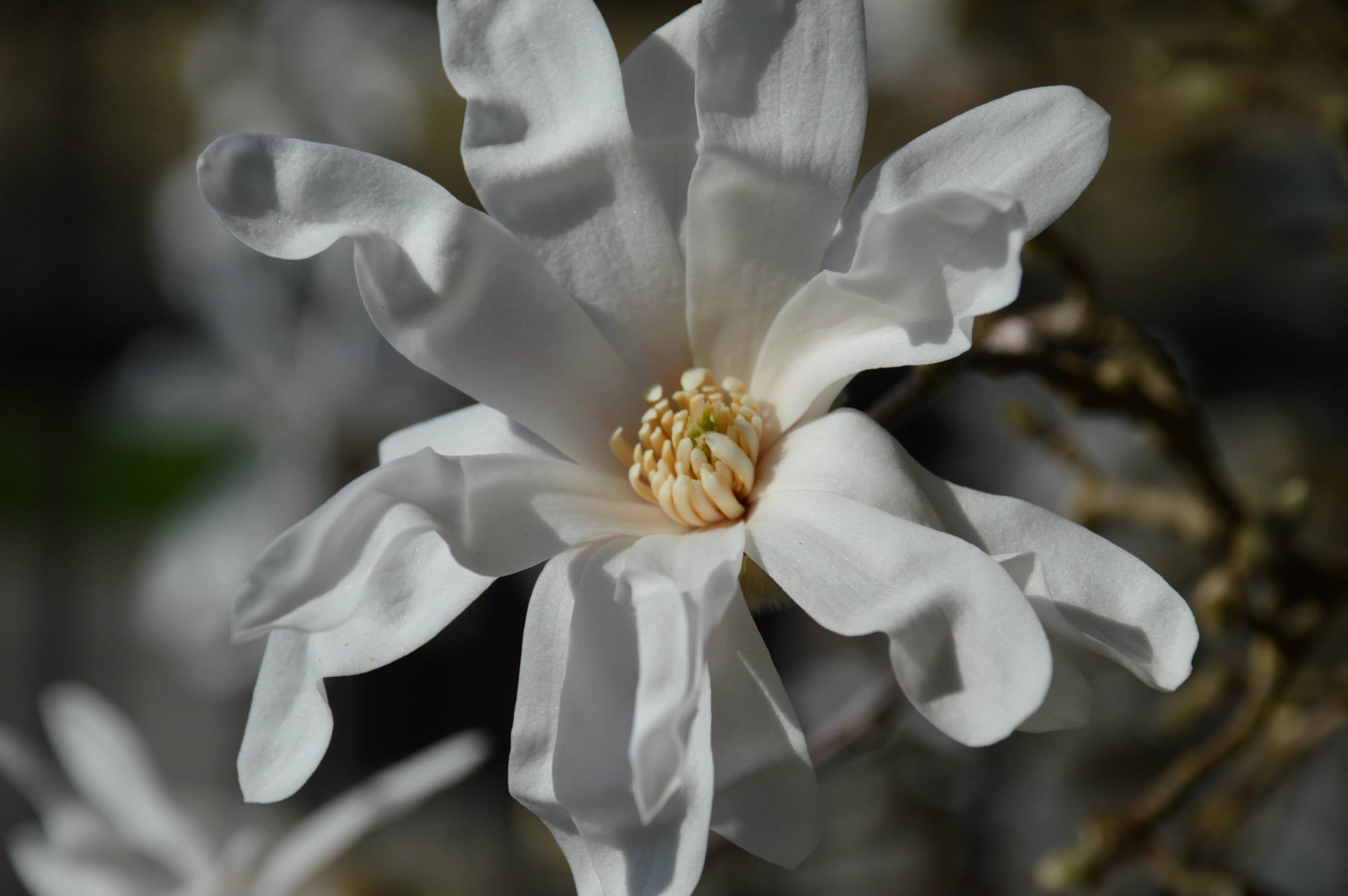 Magnolia stellata