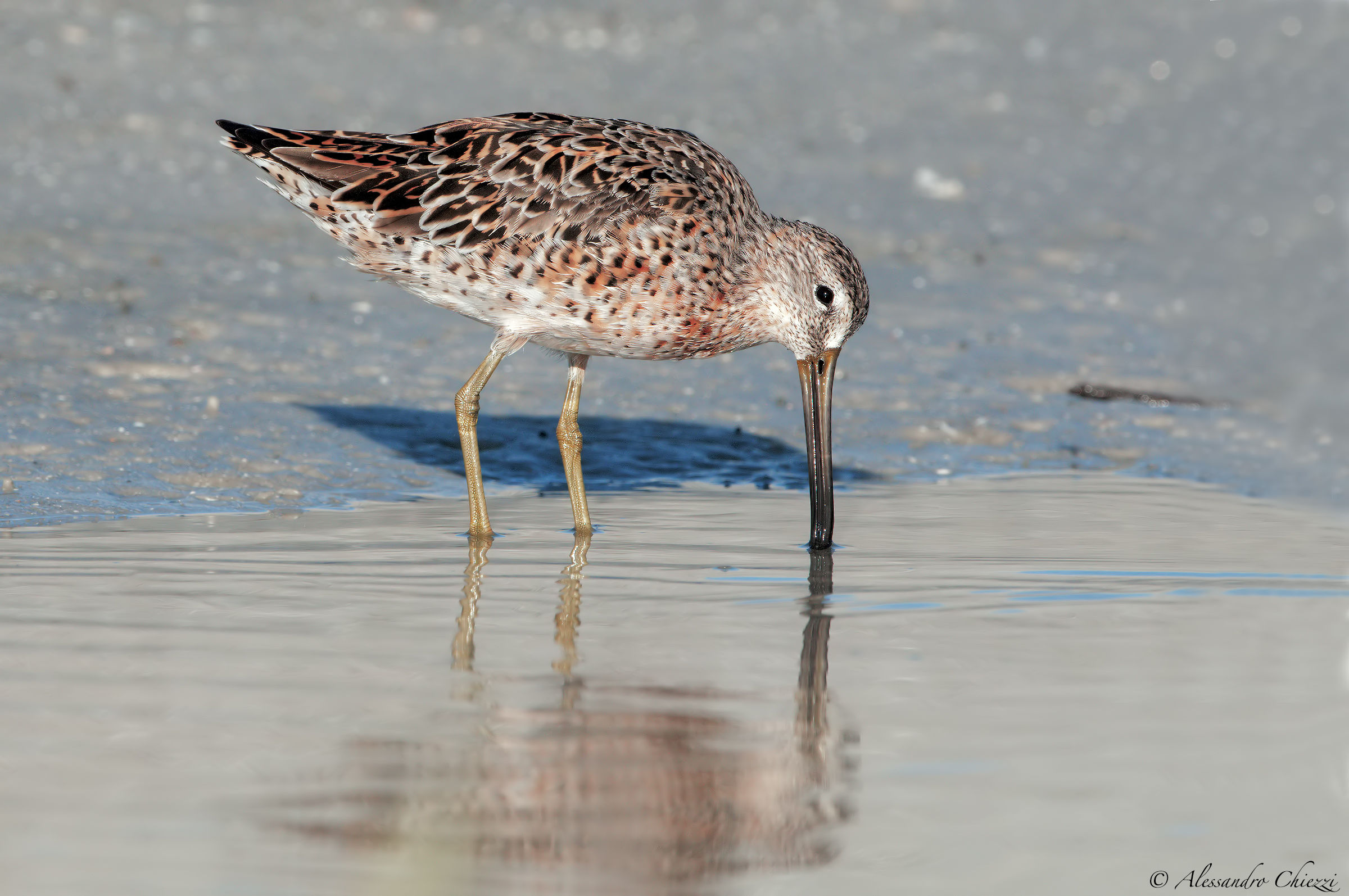 Sandpipers less pettorossiccio
