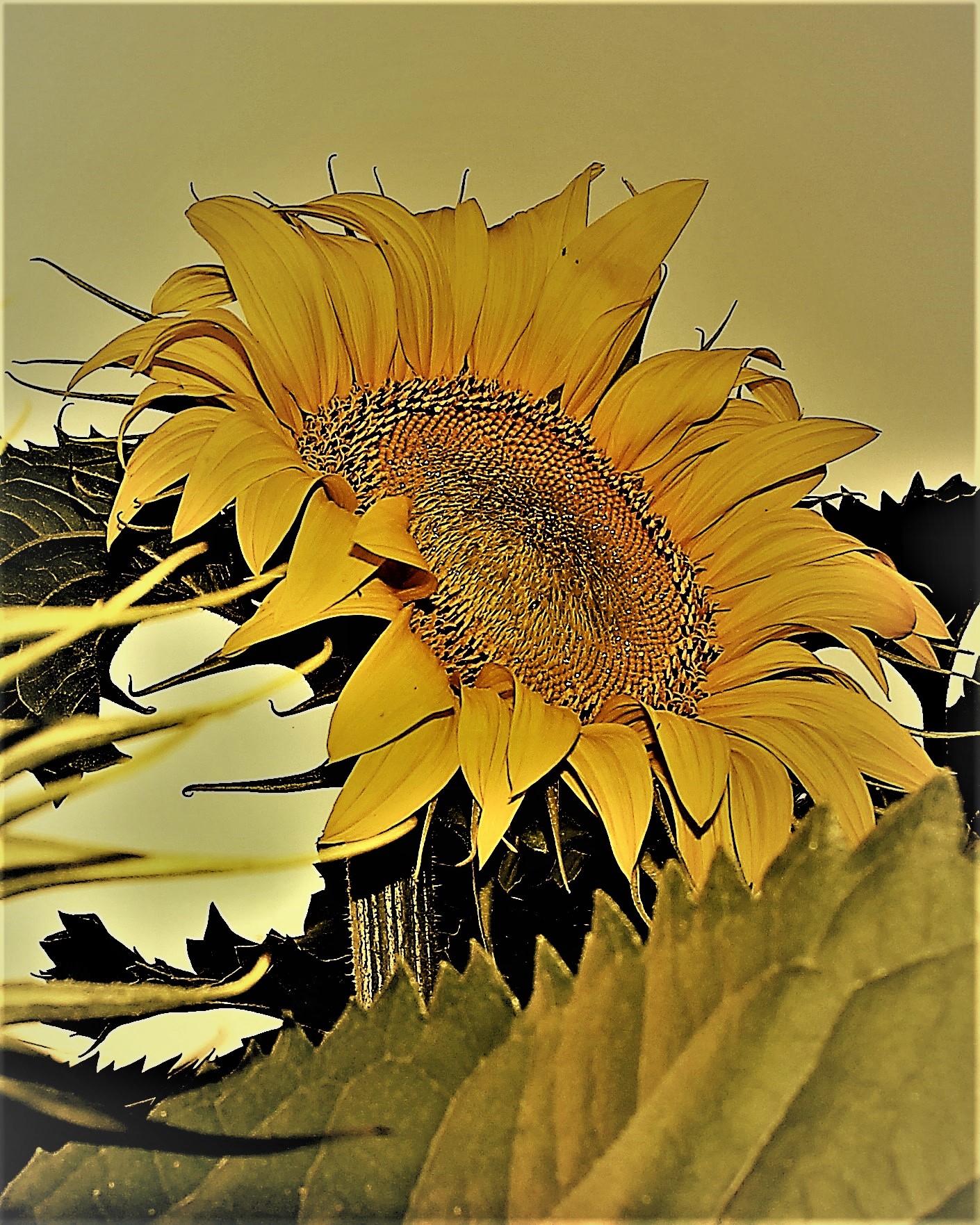 girasole