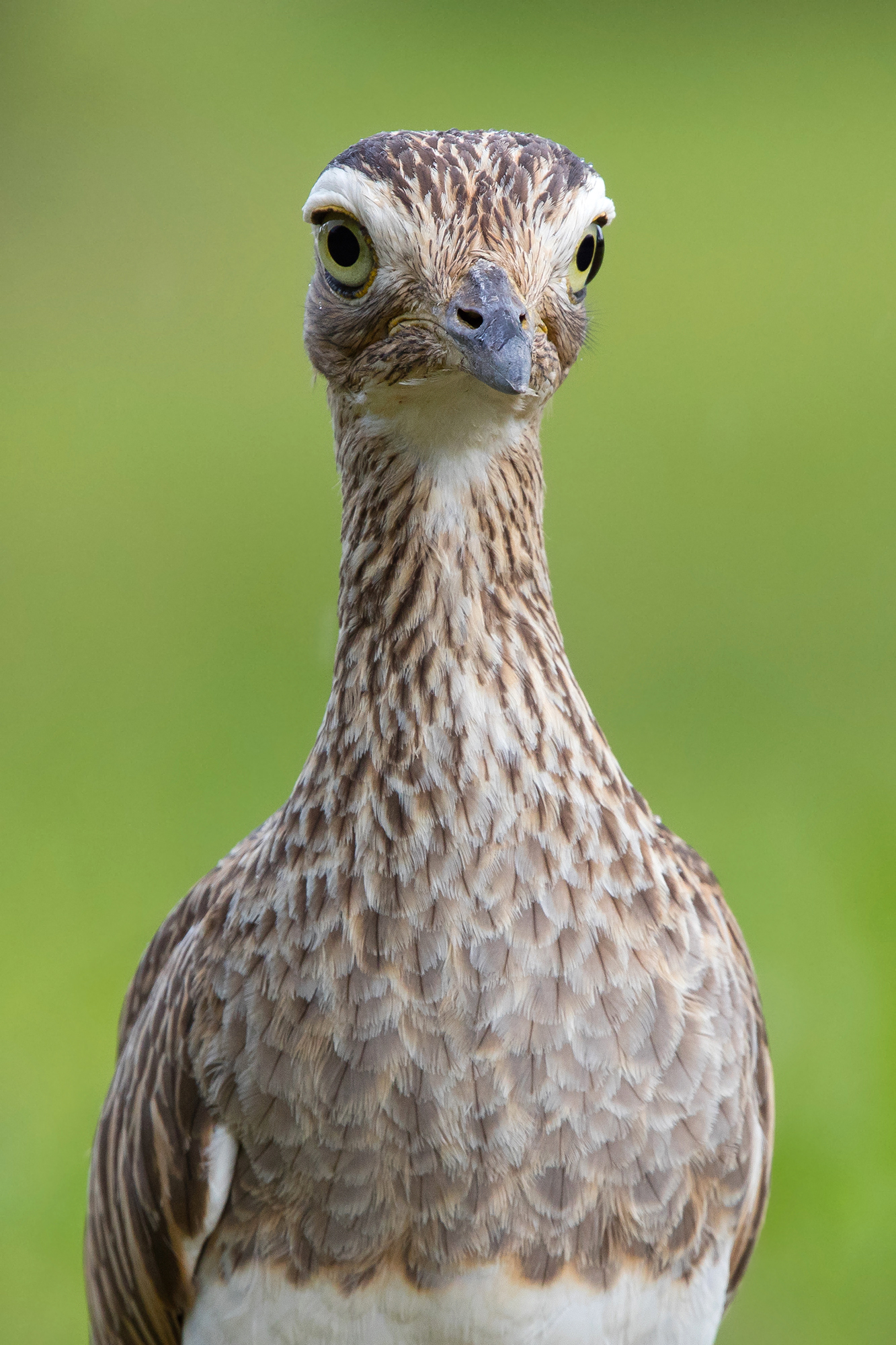 Burhinus bistriatus (Burhinus bistriatus)