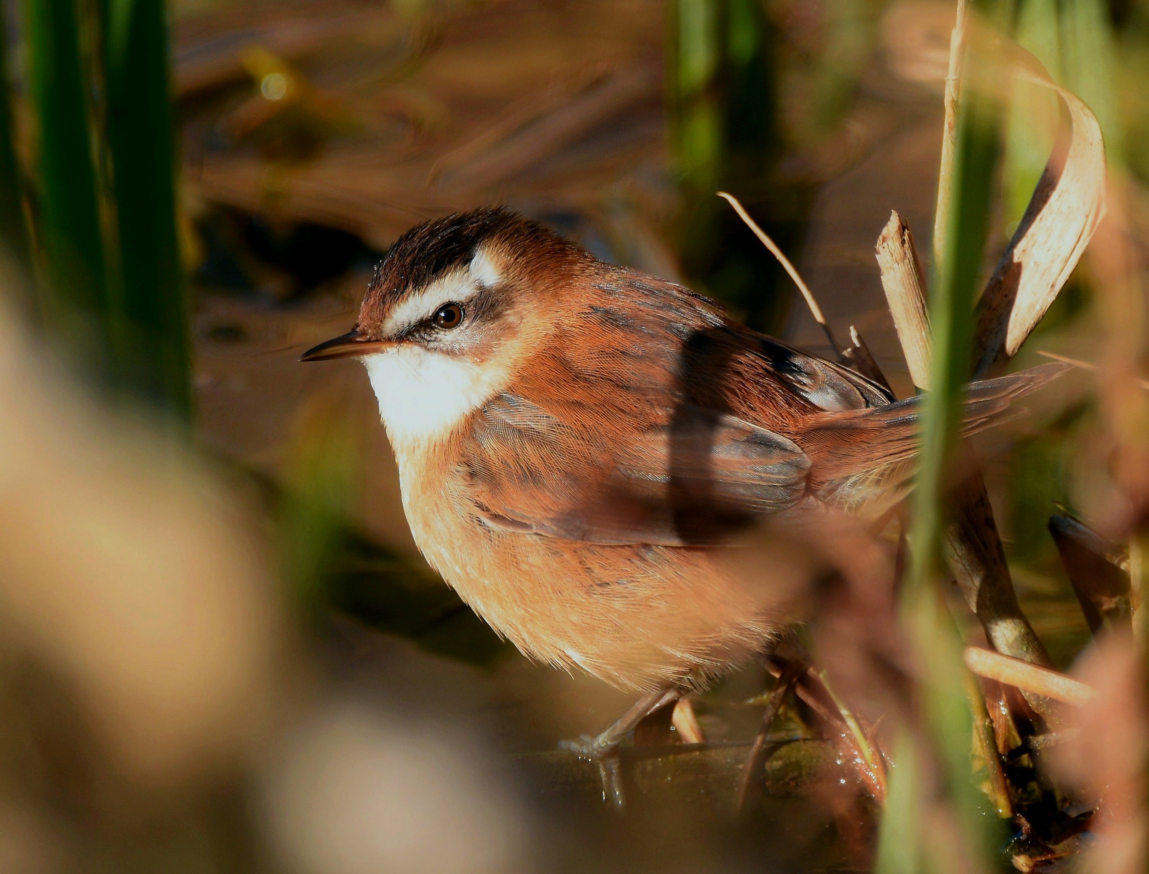 Forapaglie Castagnolo