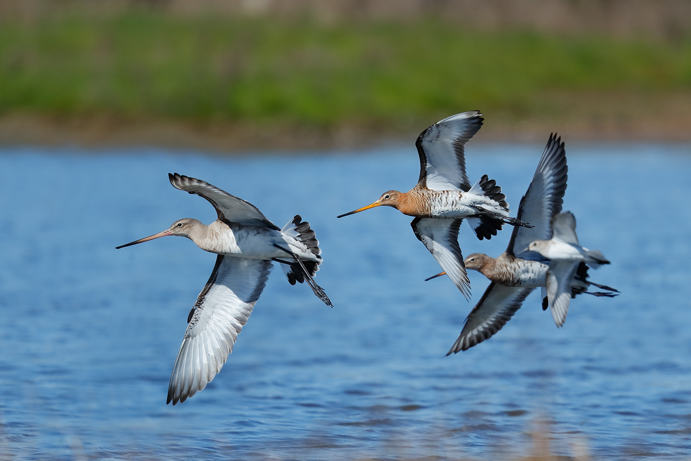 godwits