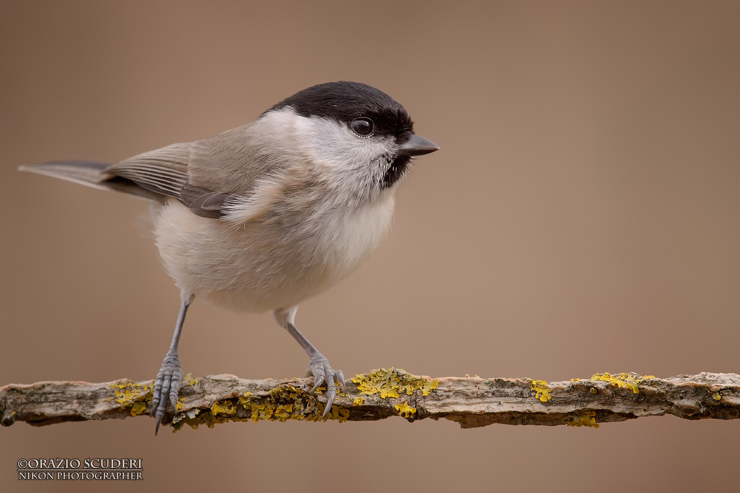 marsh tit